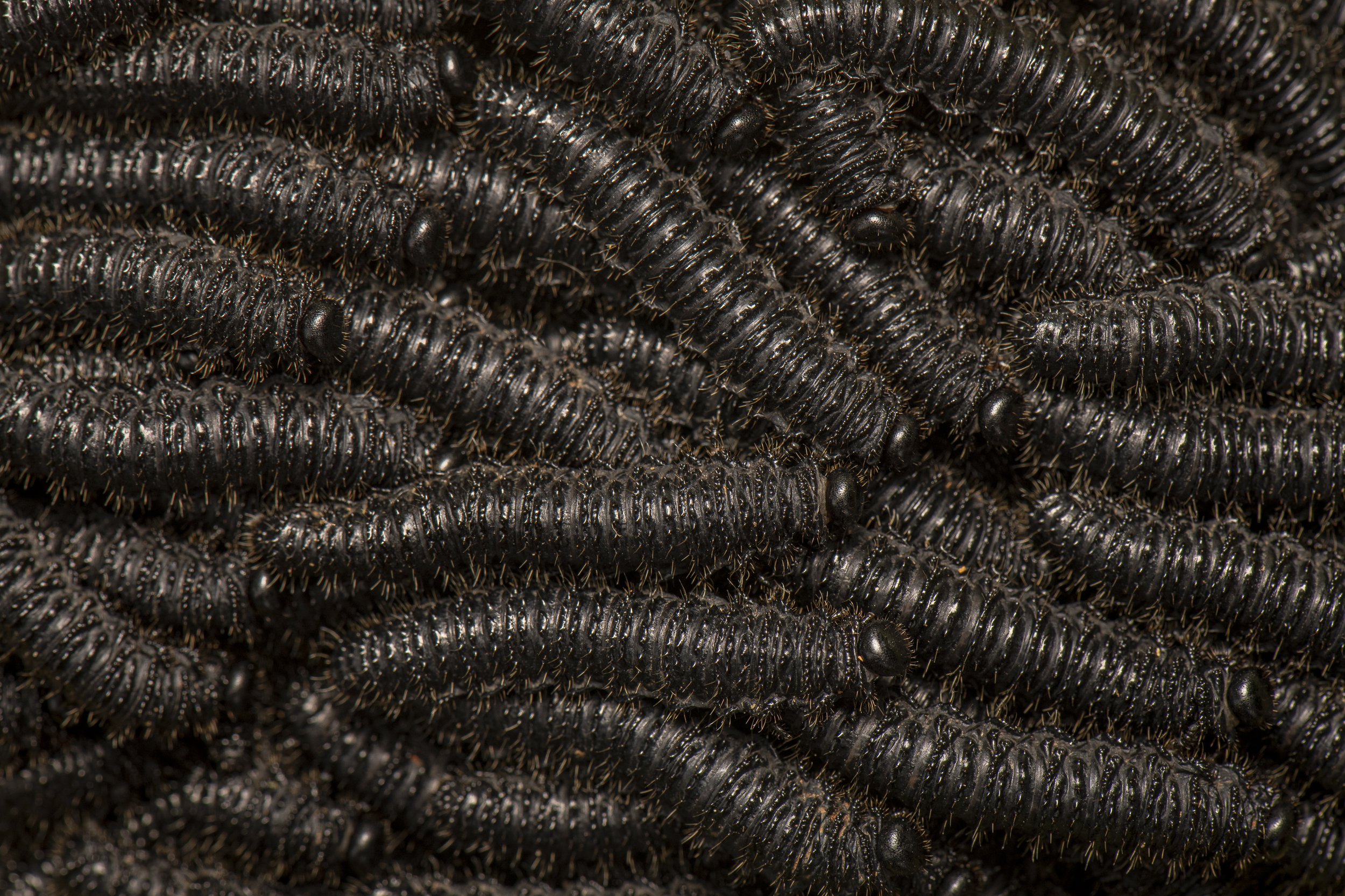 Hymenoptera - 84.JPG