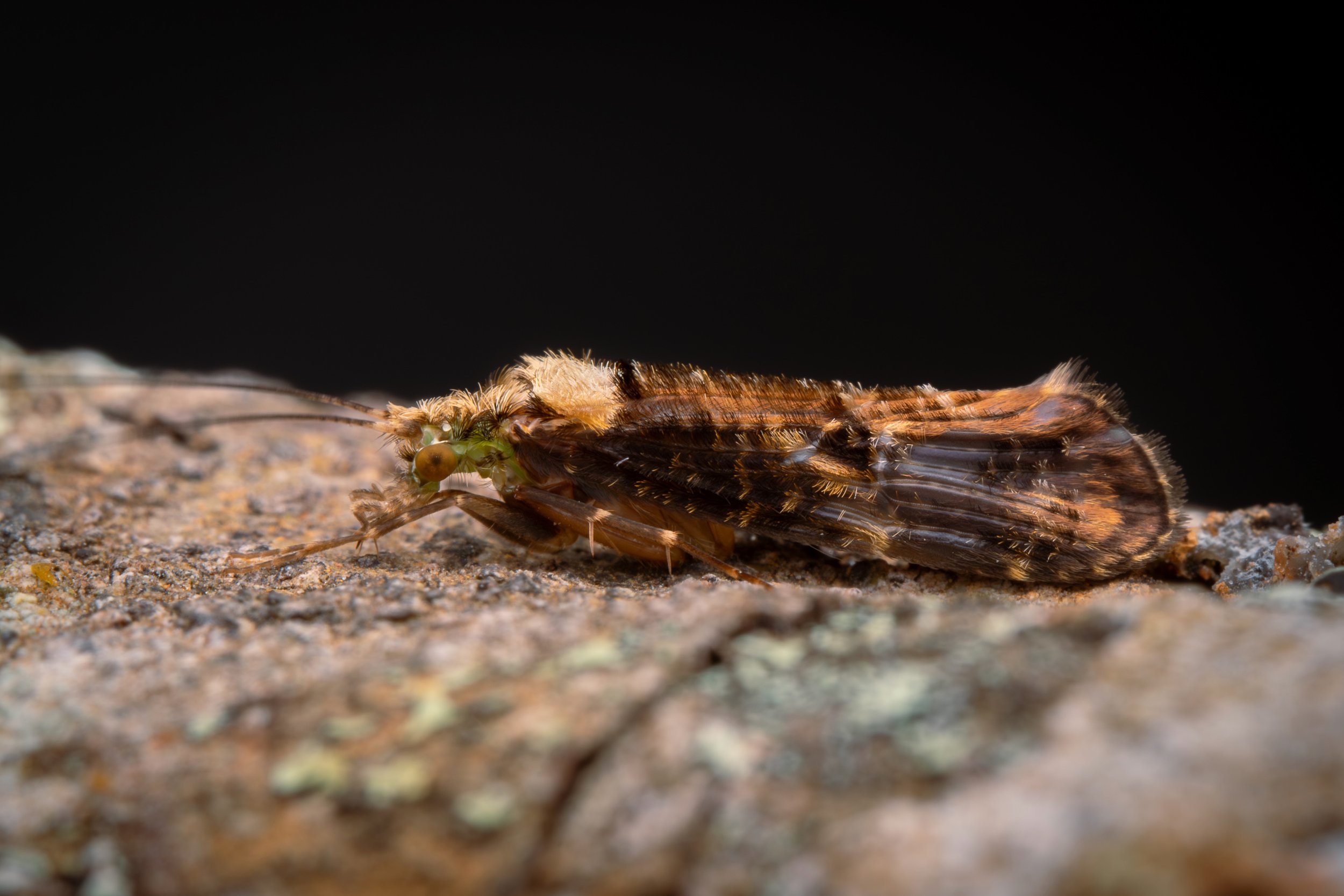 Trichoptera - 16.jpeg