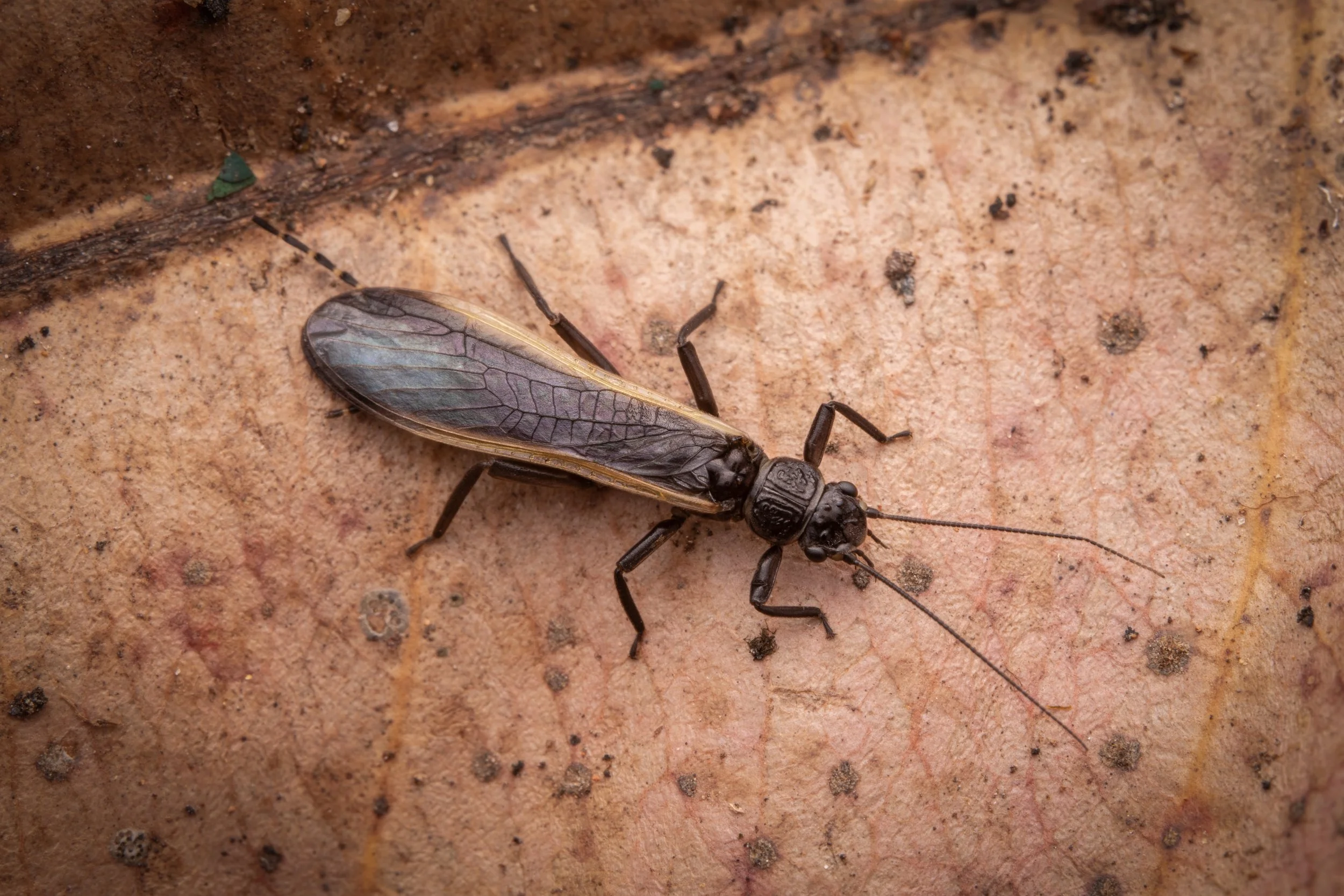 Plecoptera - 60.jpeg