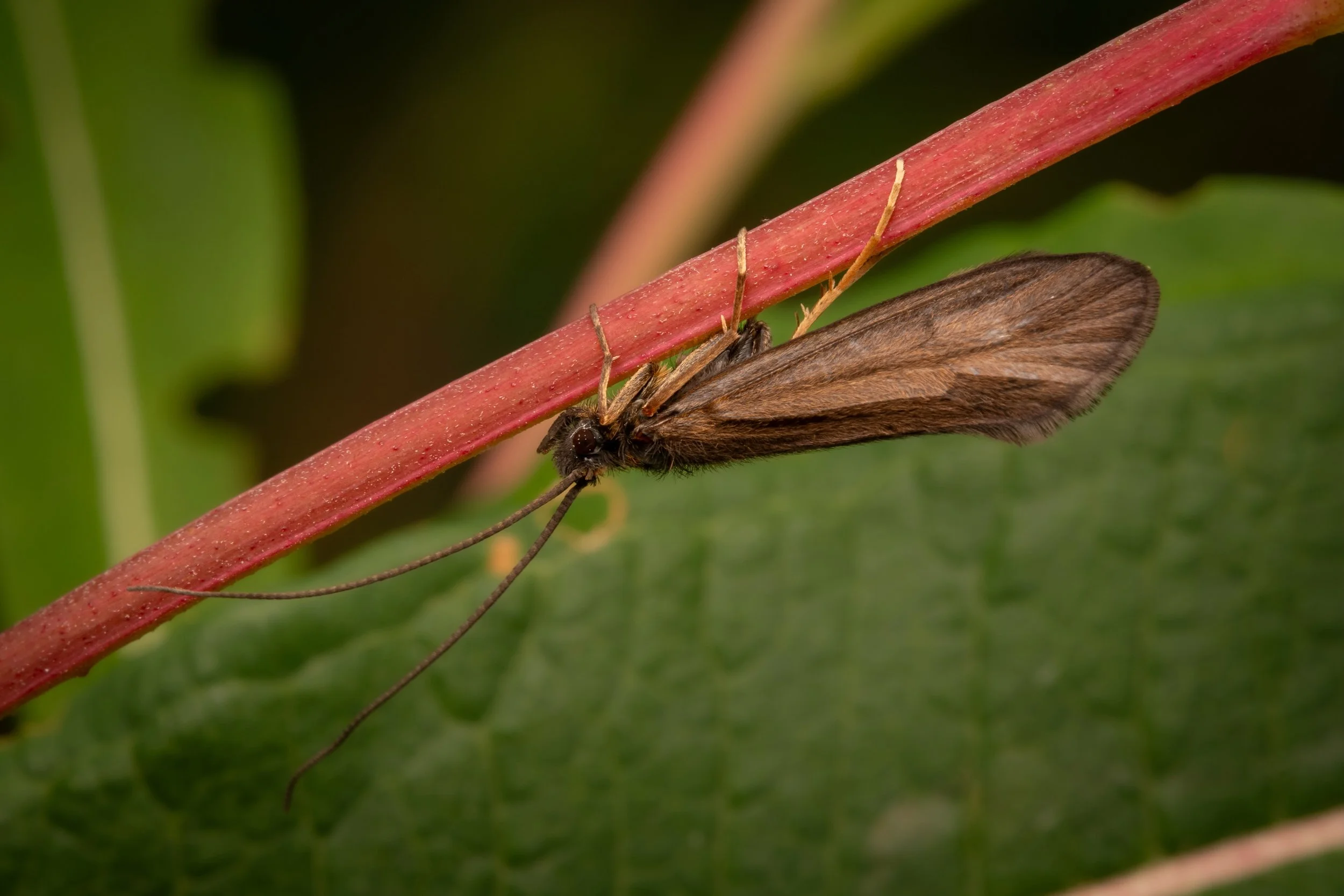 Trichoptera - 4.jpeg