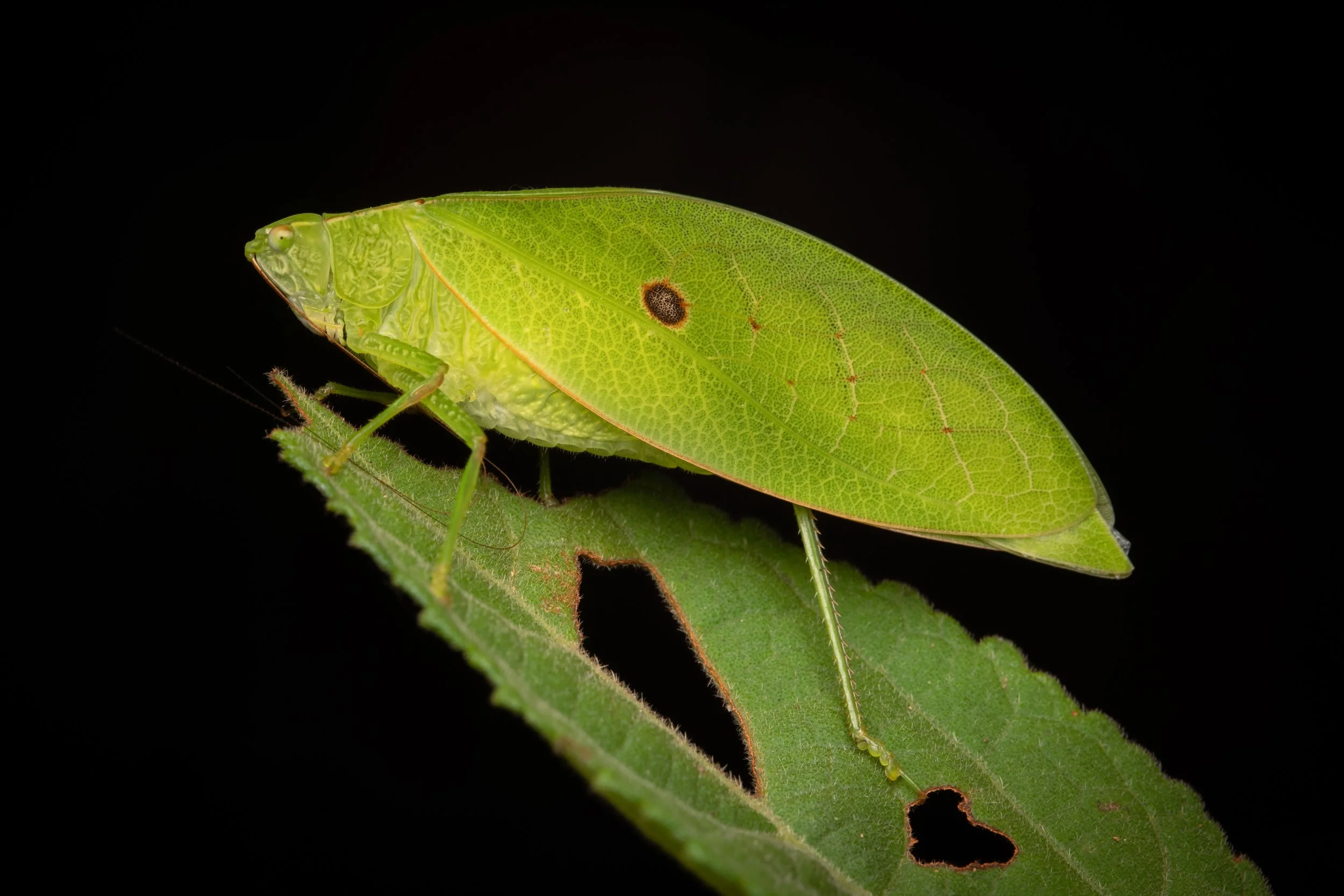 Orthoptera - 11.jpeg