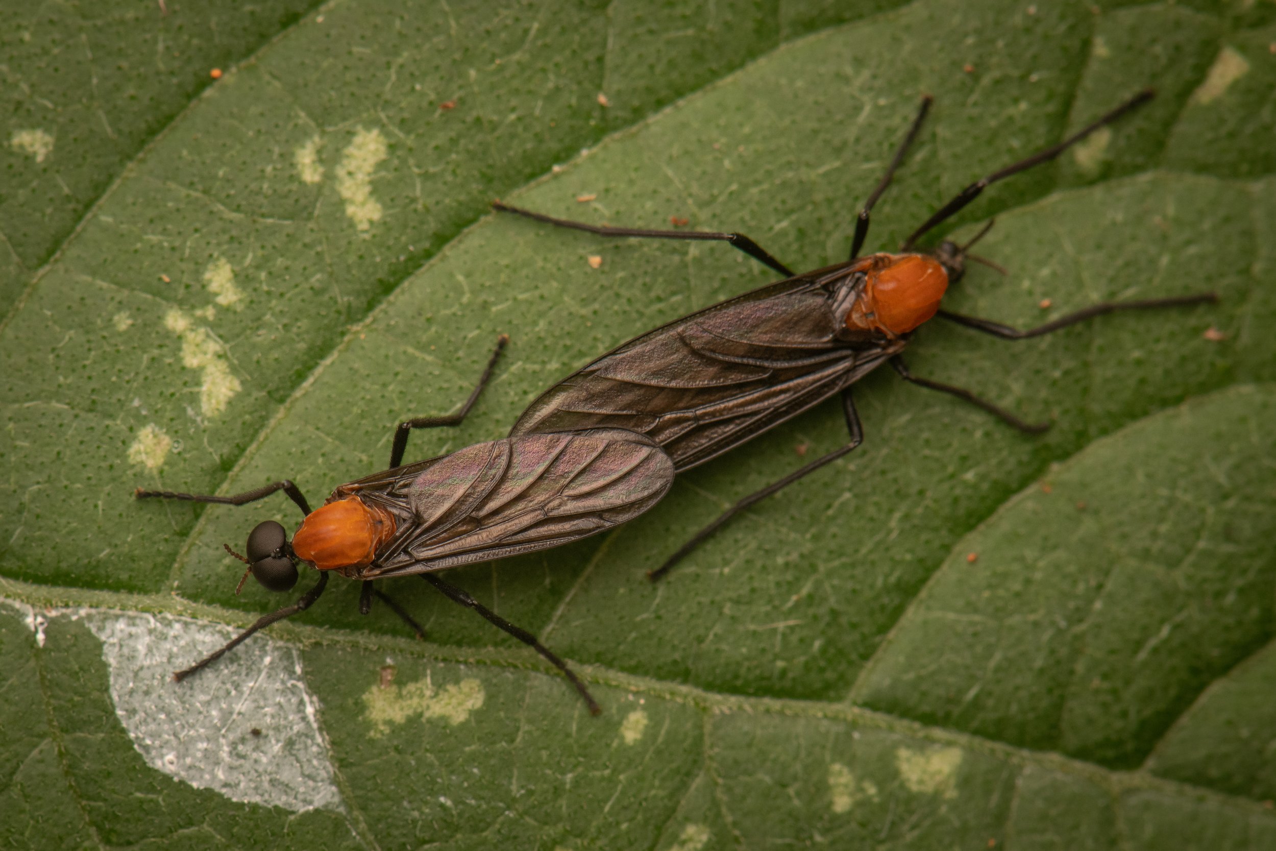 Diptera - 19.jpg