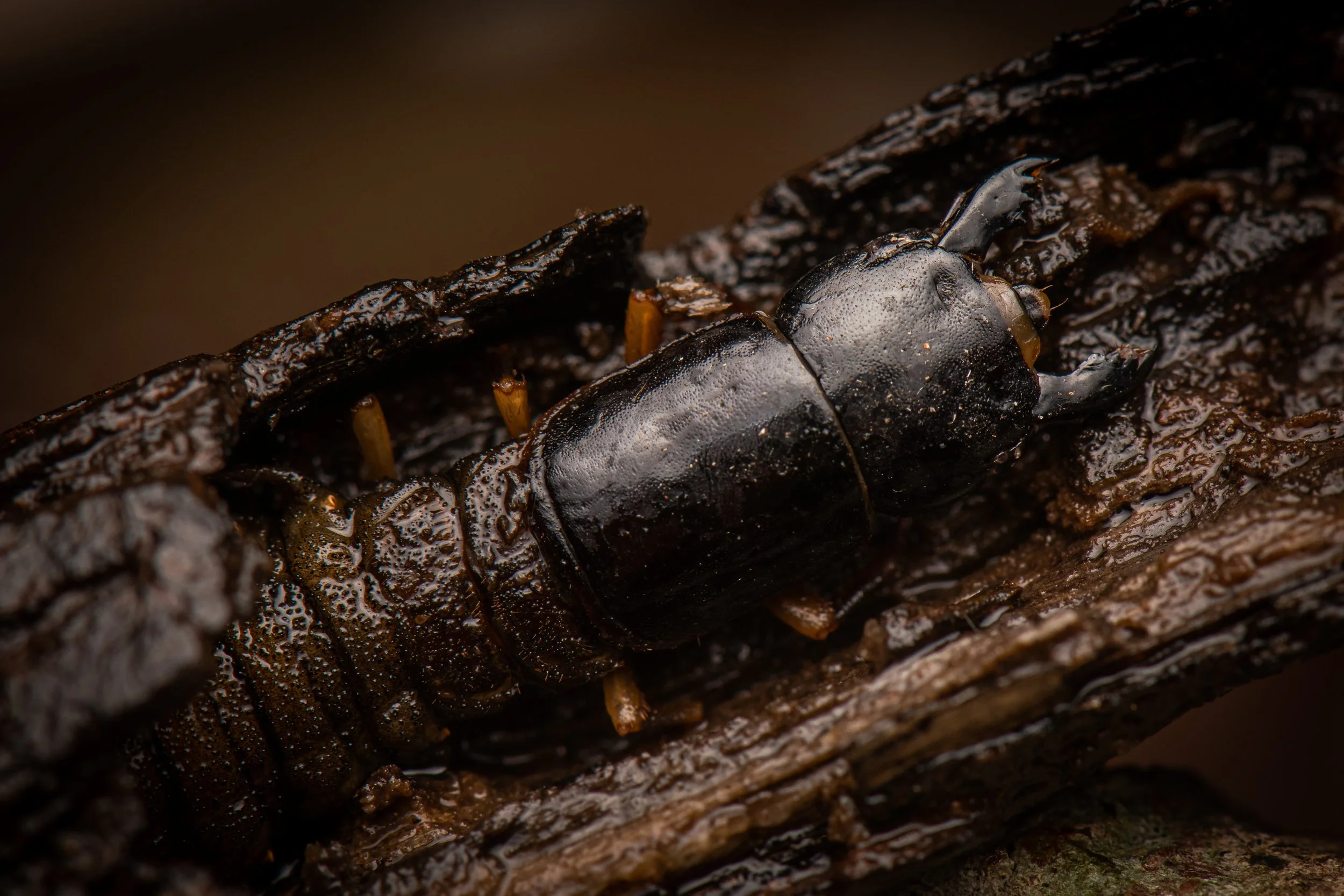 Megaloptera - 14.jpg