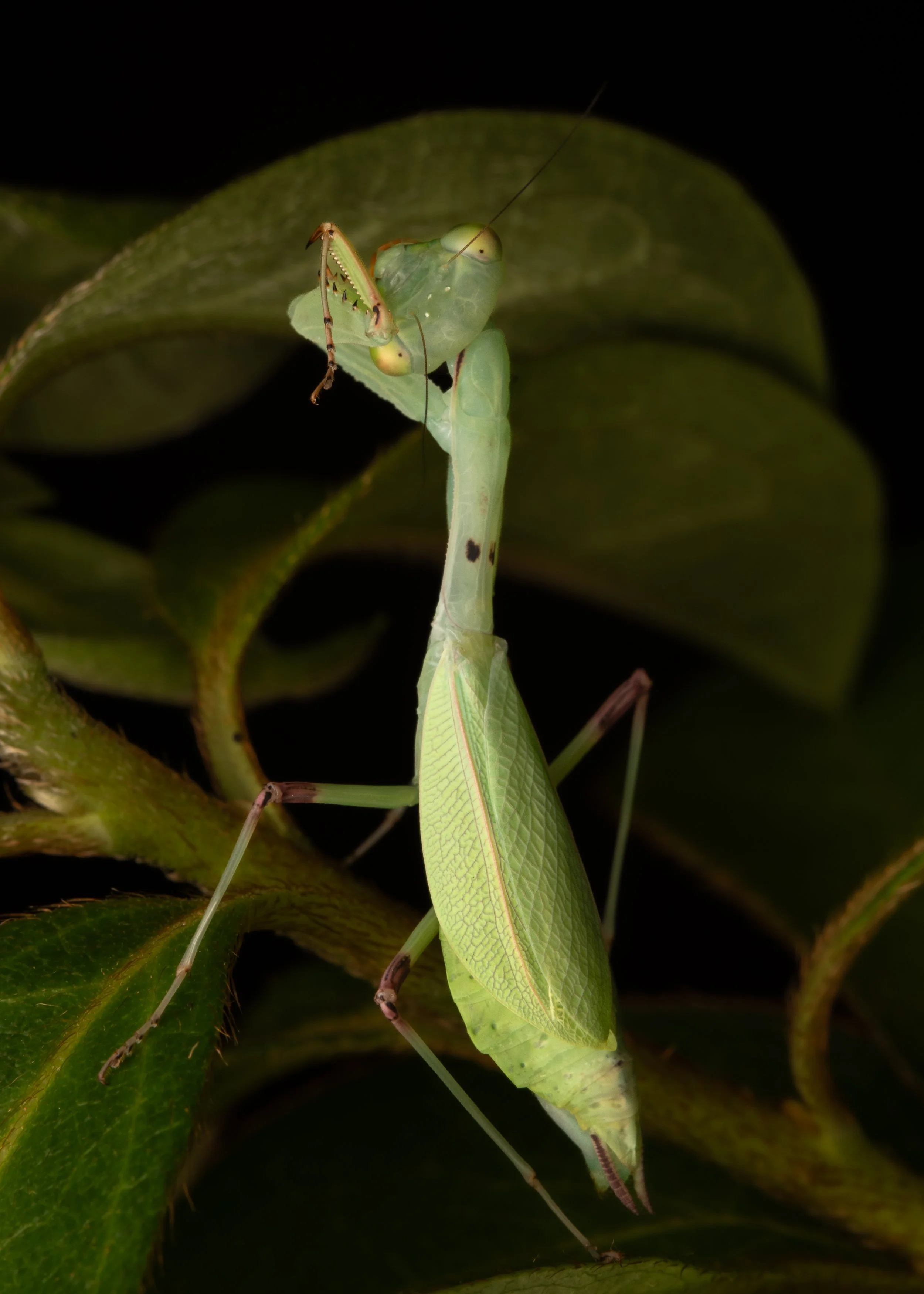 Mantodea - 24.jpg