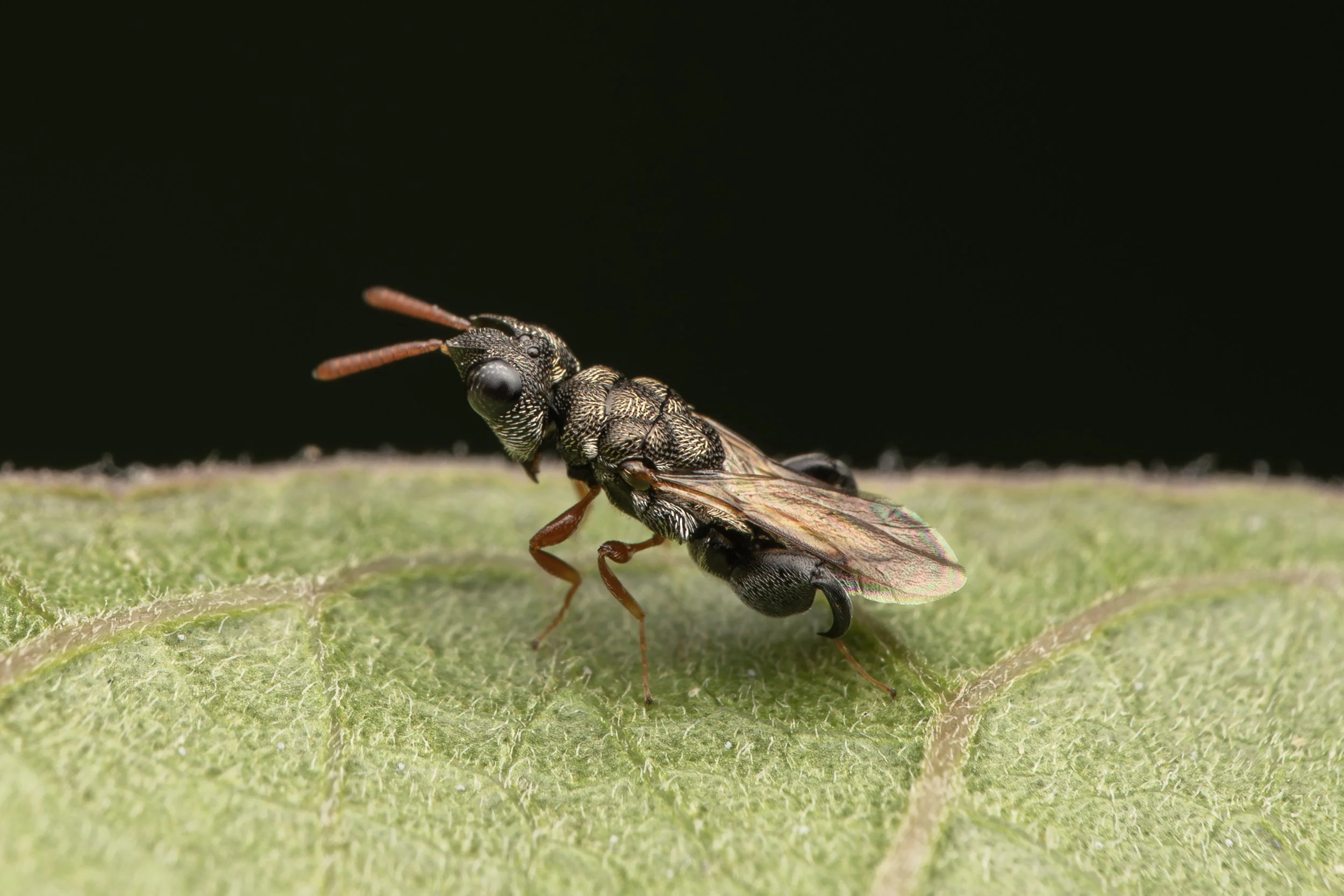 Hymenoptera - 11.jpg