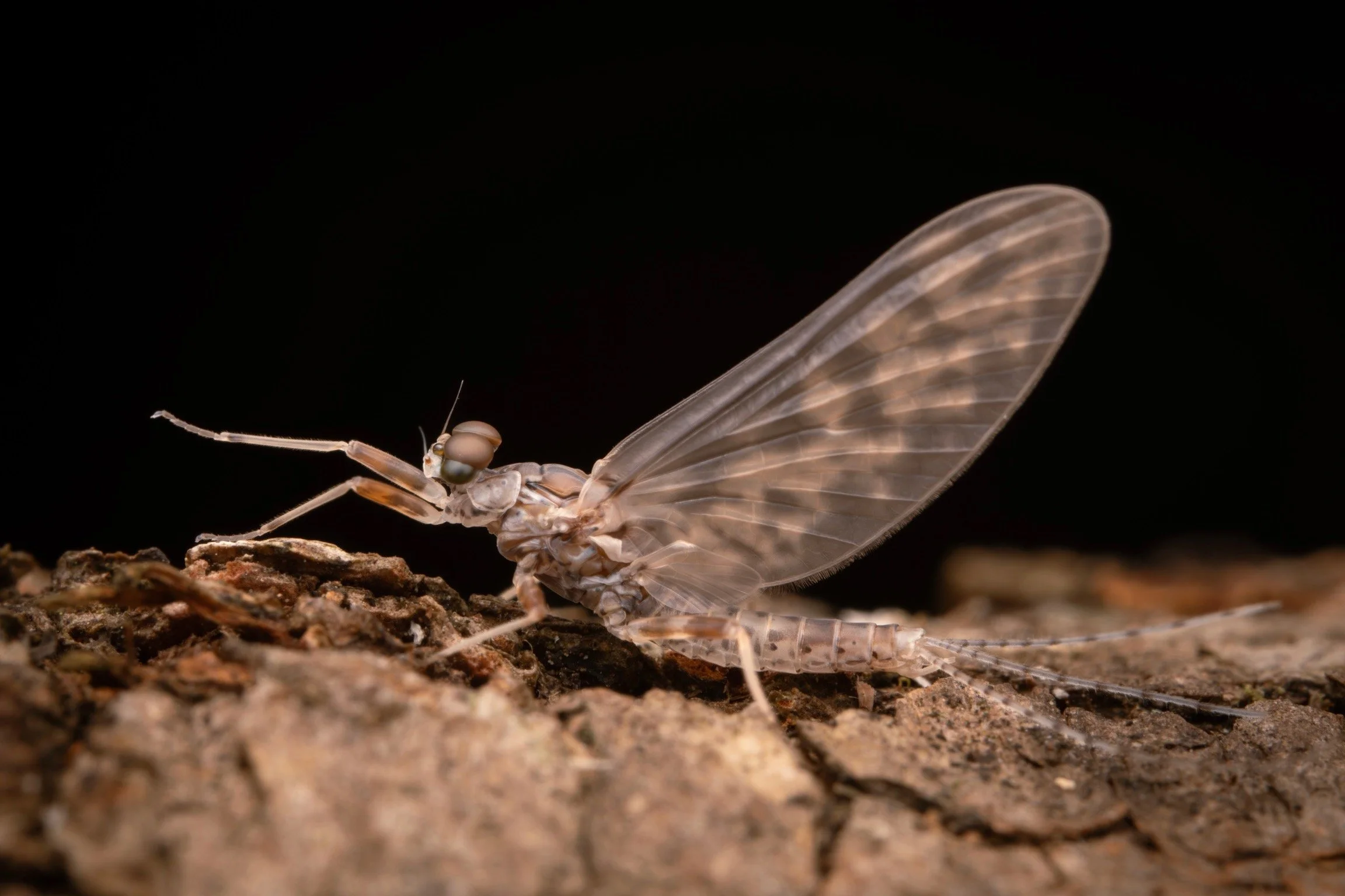 Leptophlebiidae - 69.jpeg