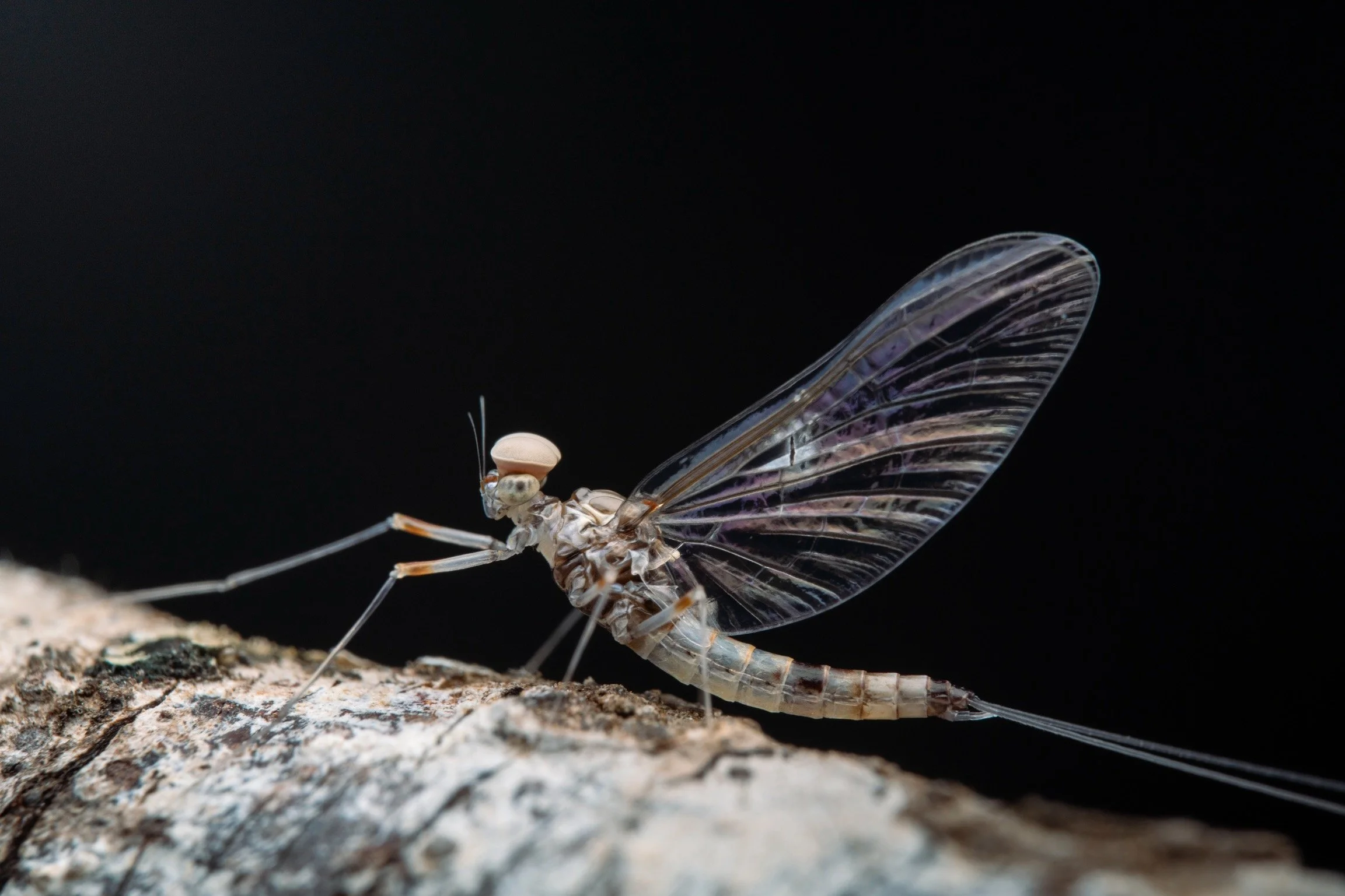 Baetidae - 35.jpeg