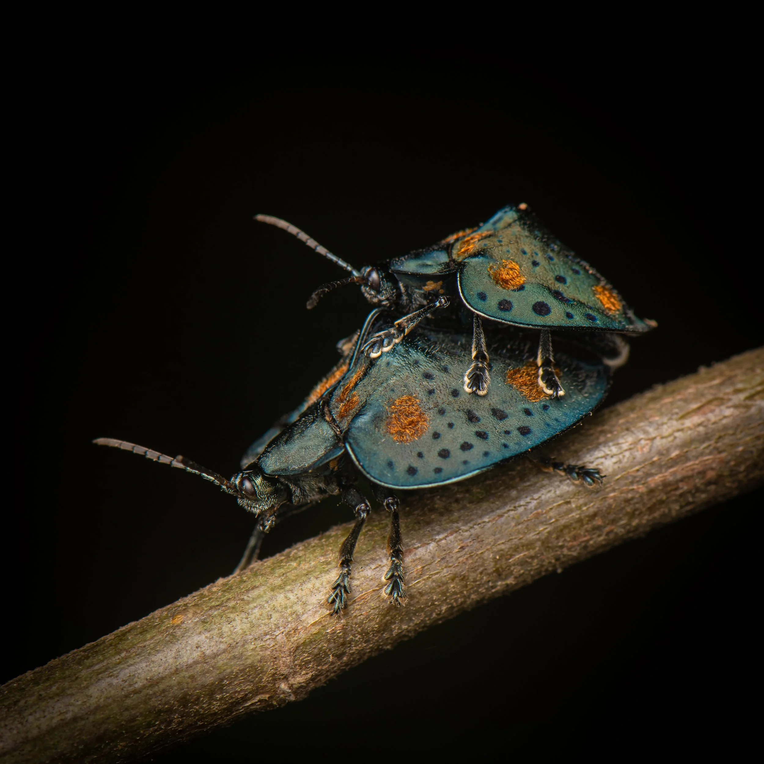 Coleoptera - 120.jpg