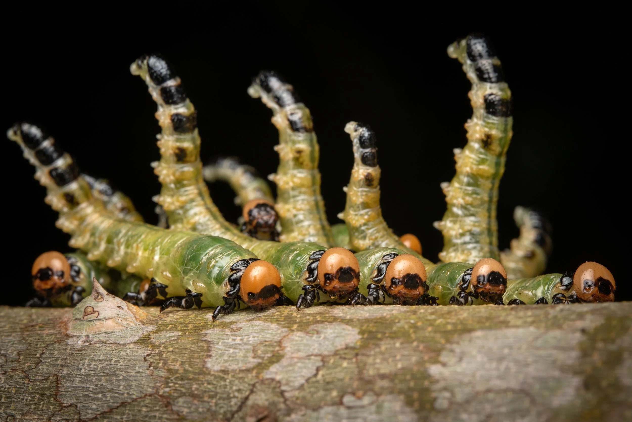 Mata_do_Paraíso - 9.jpeg