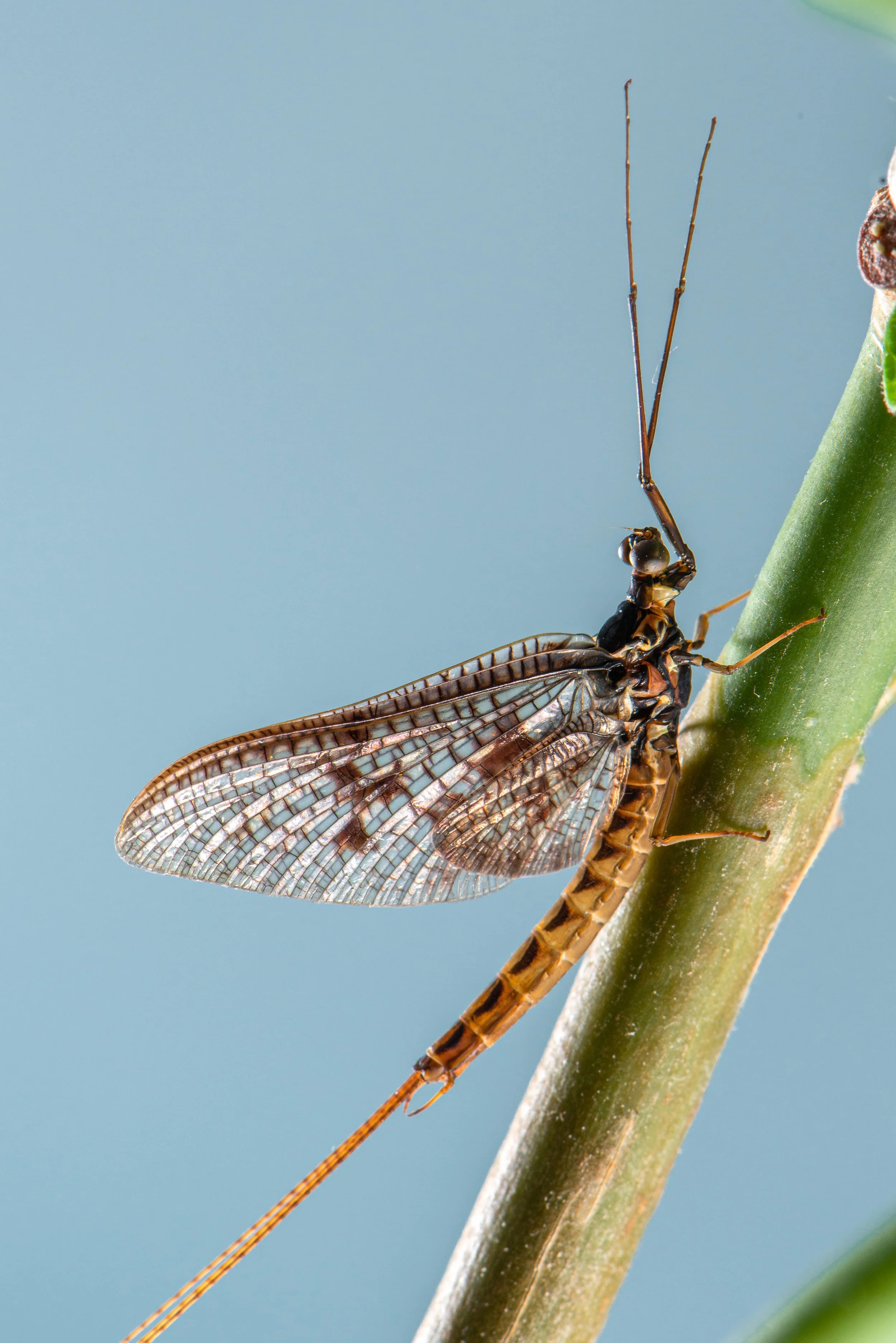 Ephemeroptera - 14.jpeg