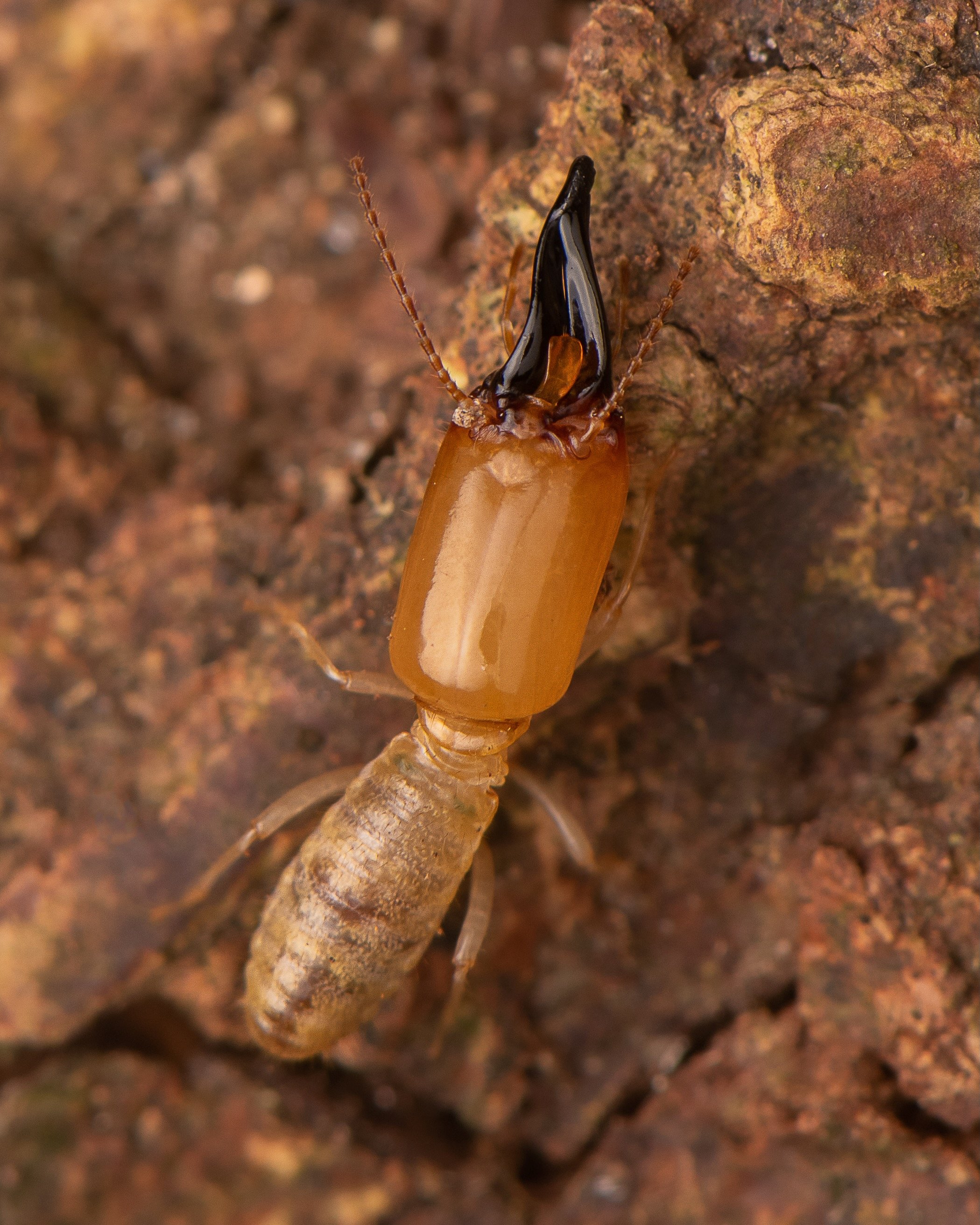 Blattodea - 41 - 1.jpeg