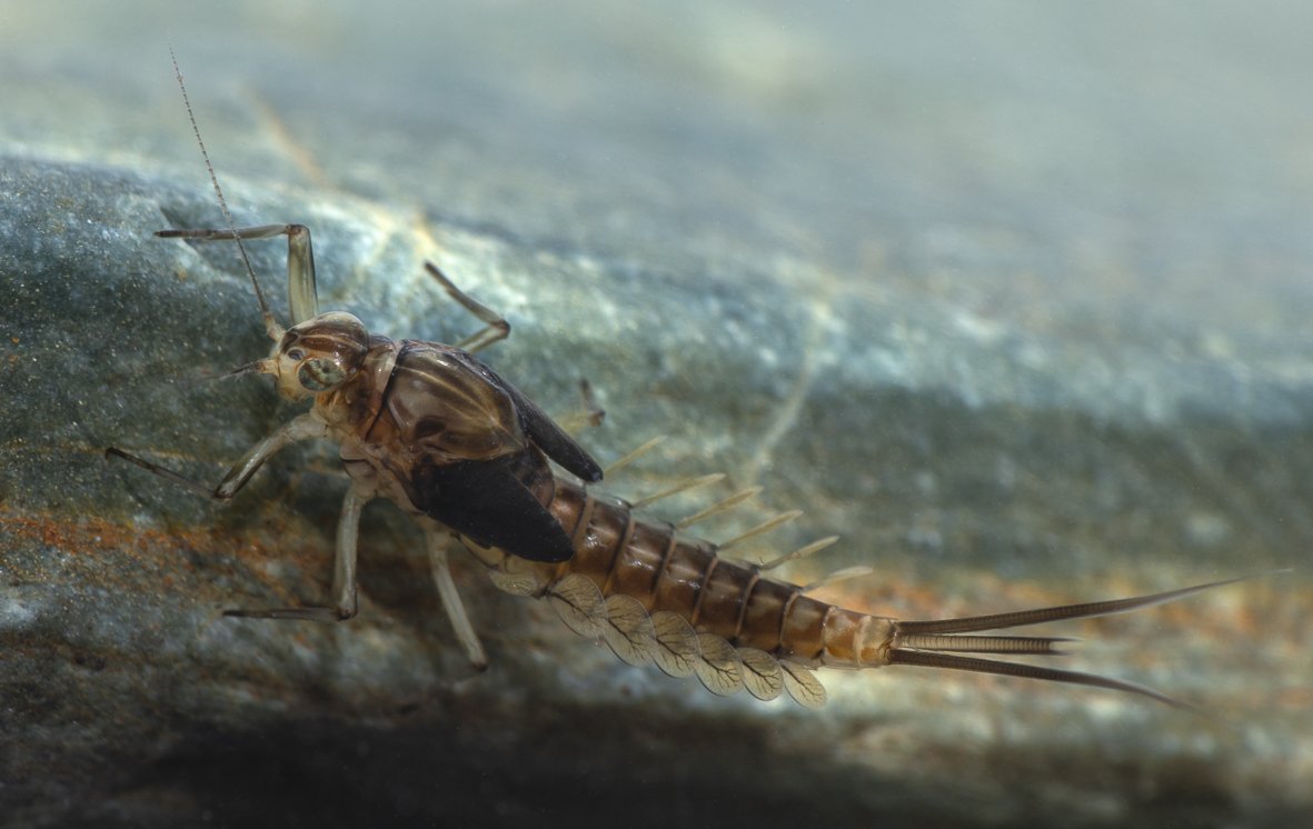 Ephemeroptera - 53.jpg
