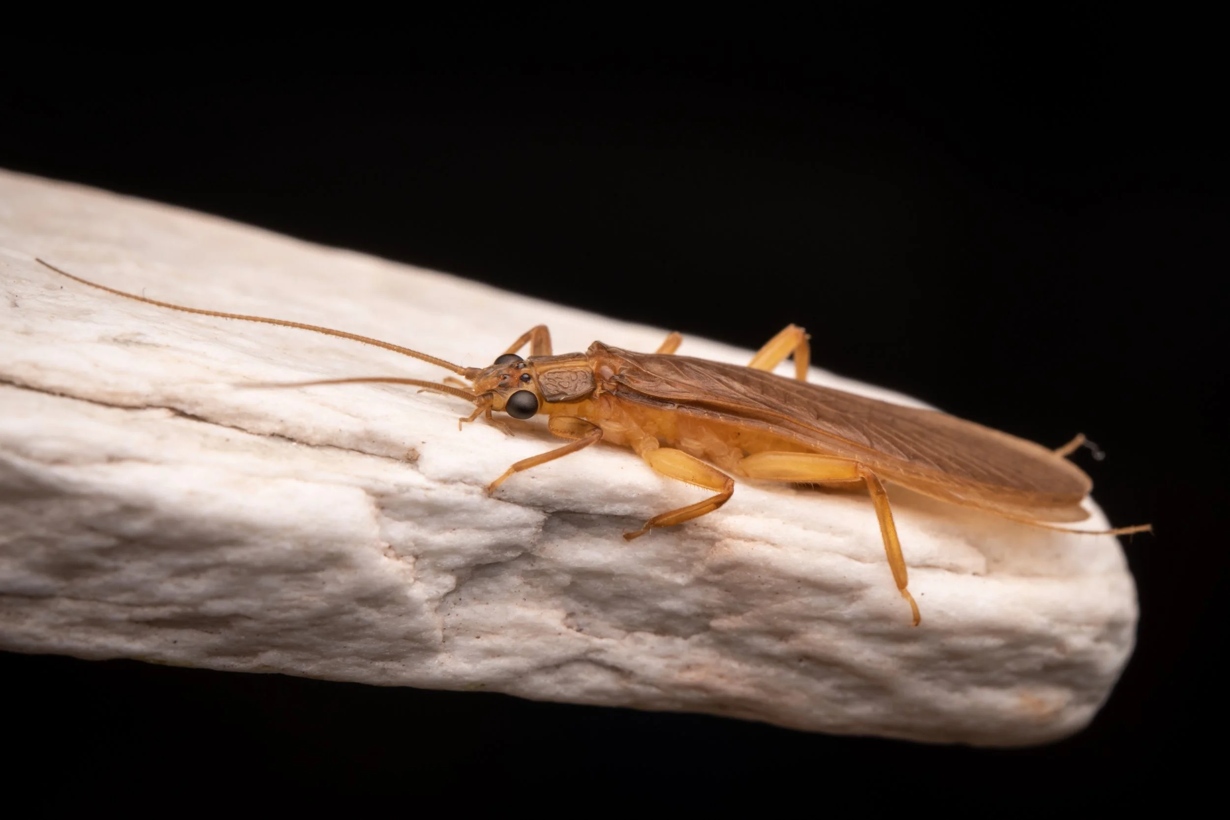 Plecoptera - 45.jpeg