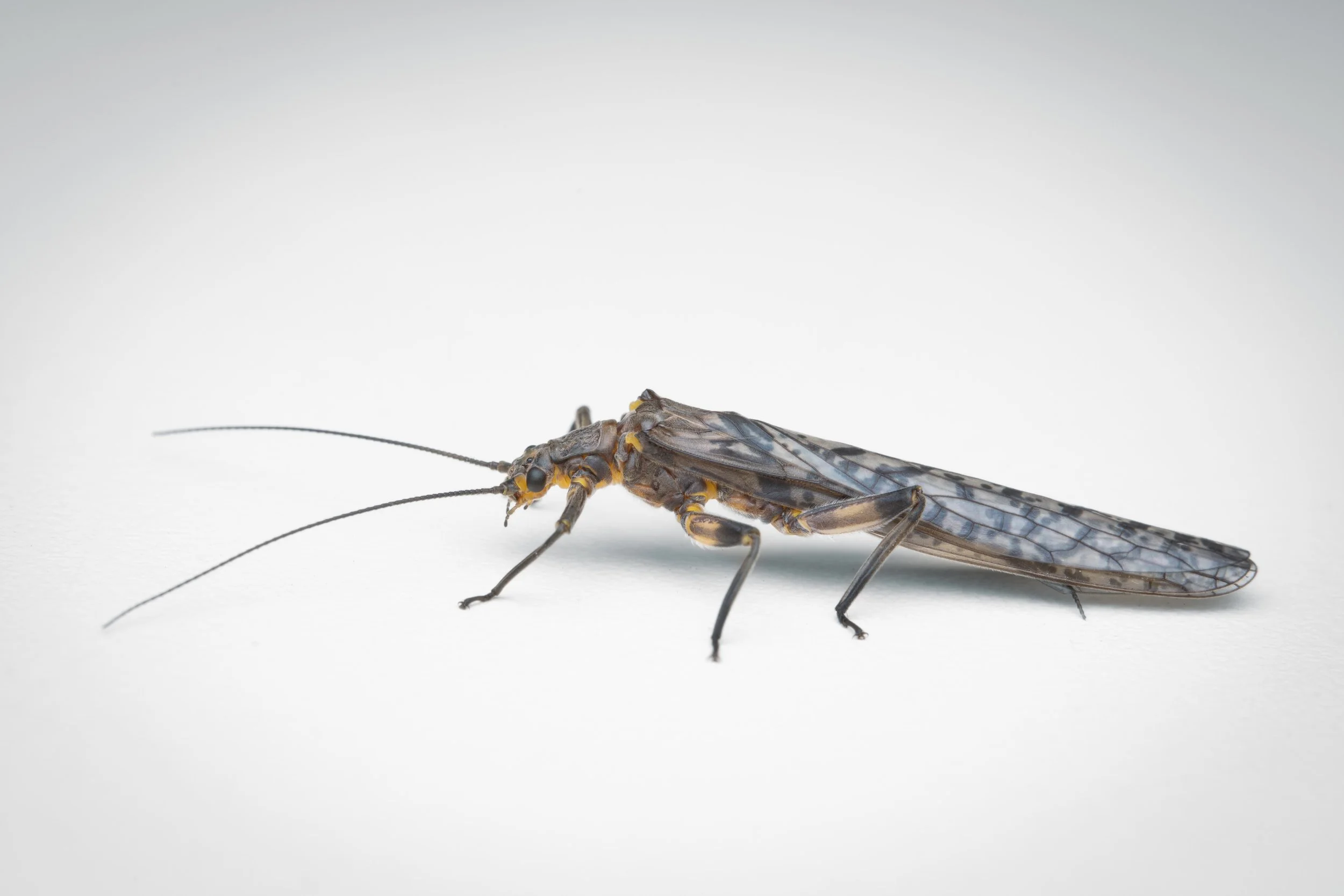Plecoptera - 7.jpeg