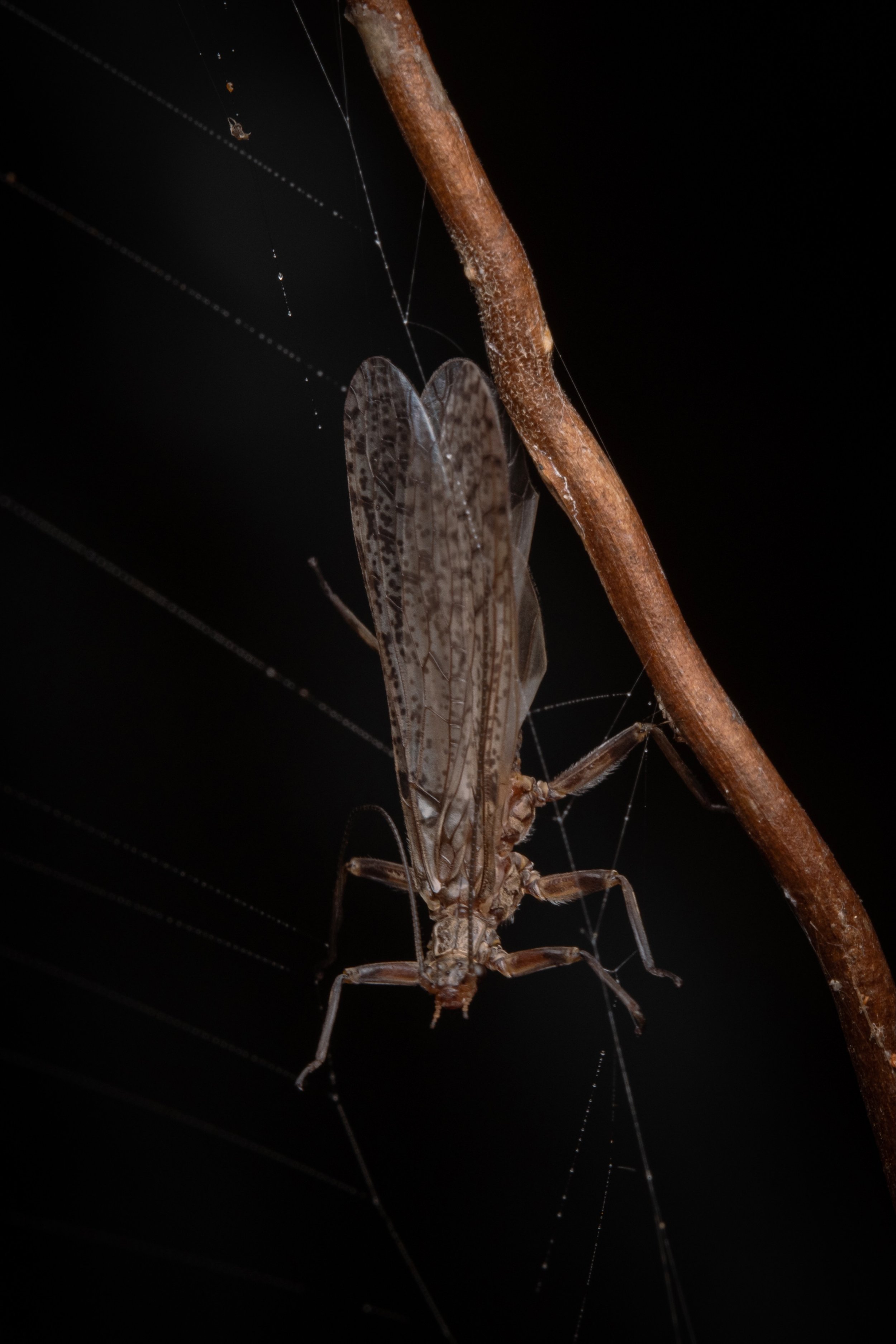 Plecoptera - 55.jpeg