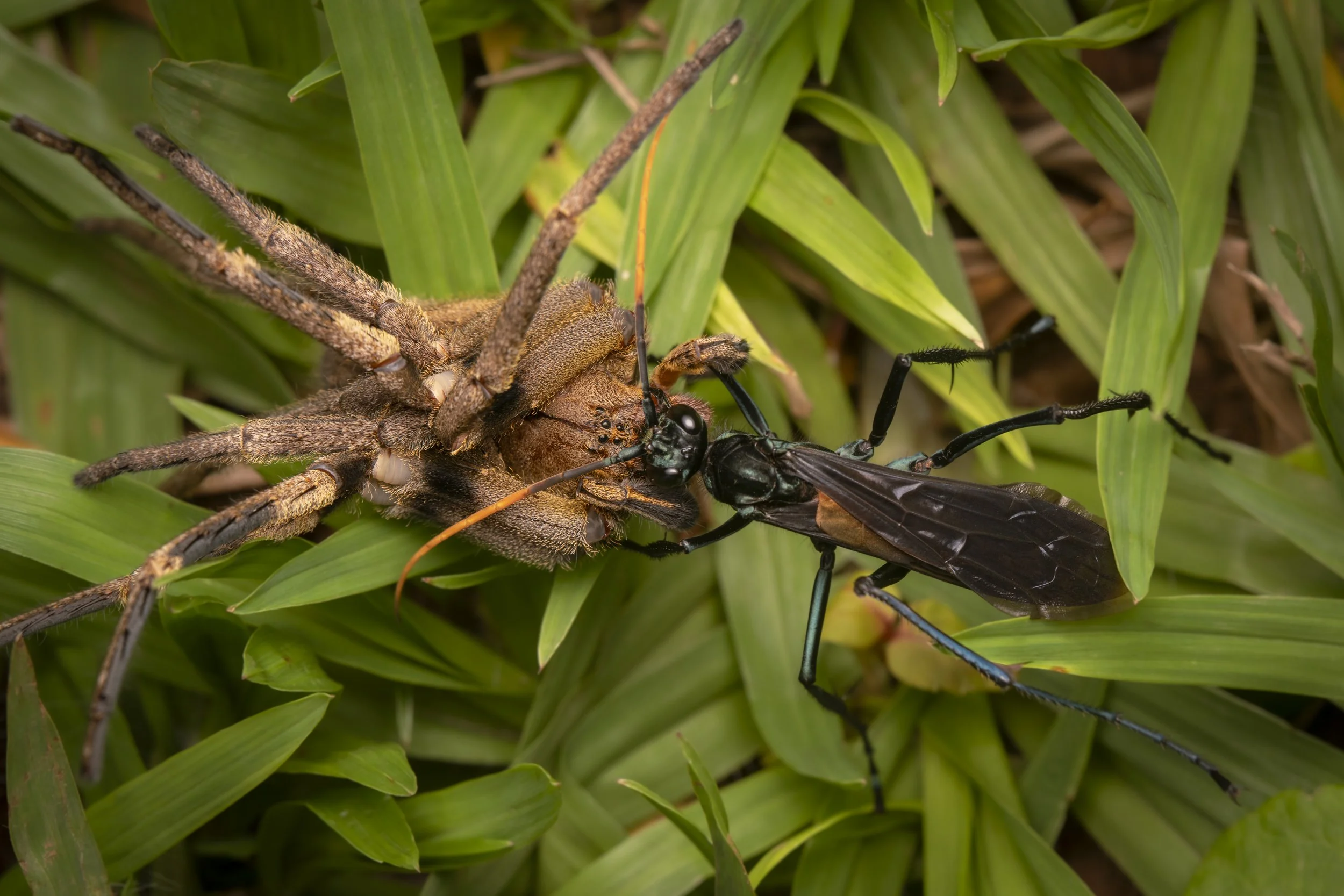 Hymenoptera - 12.jpg