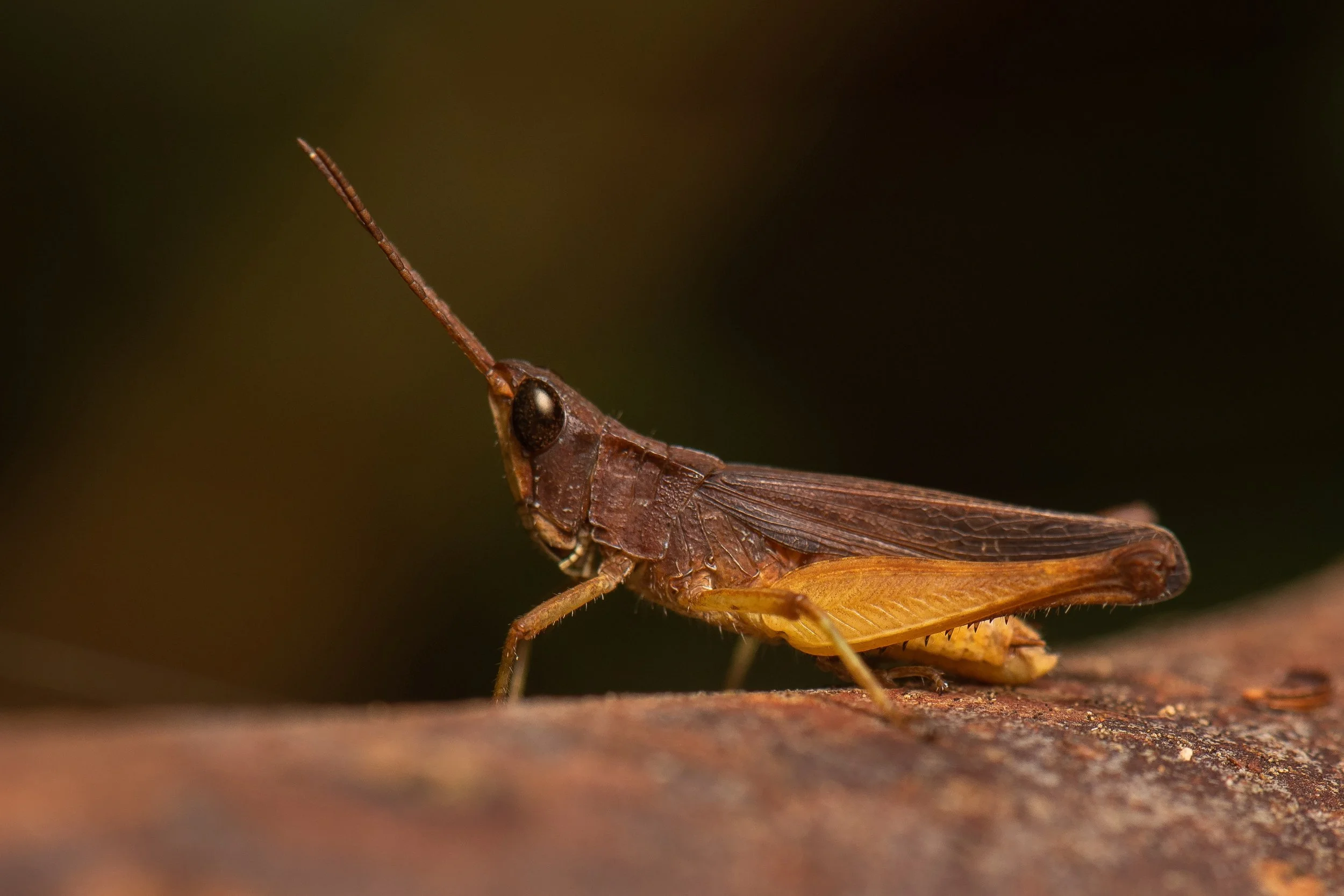 Orthoptera - 84.jpeg