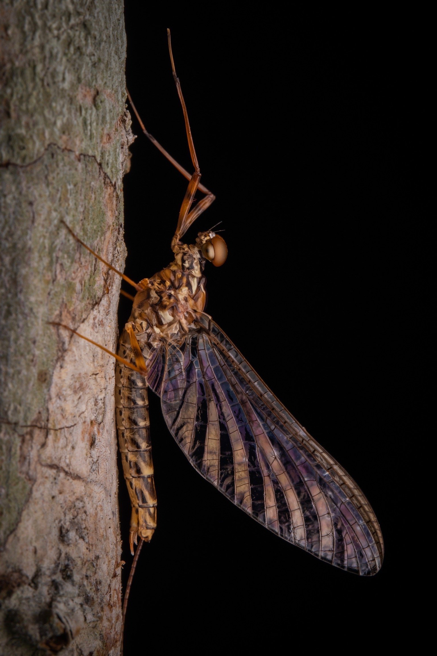 Leptophlebiidae - 49.jpeg