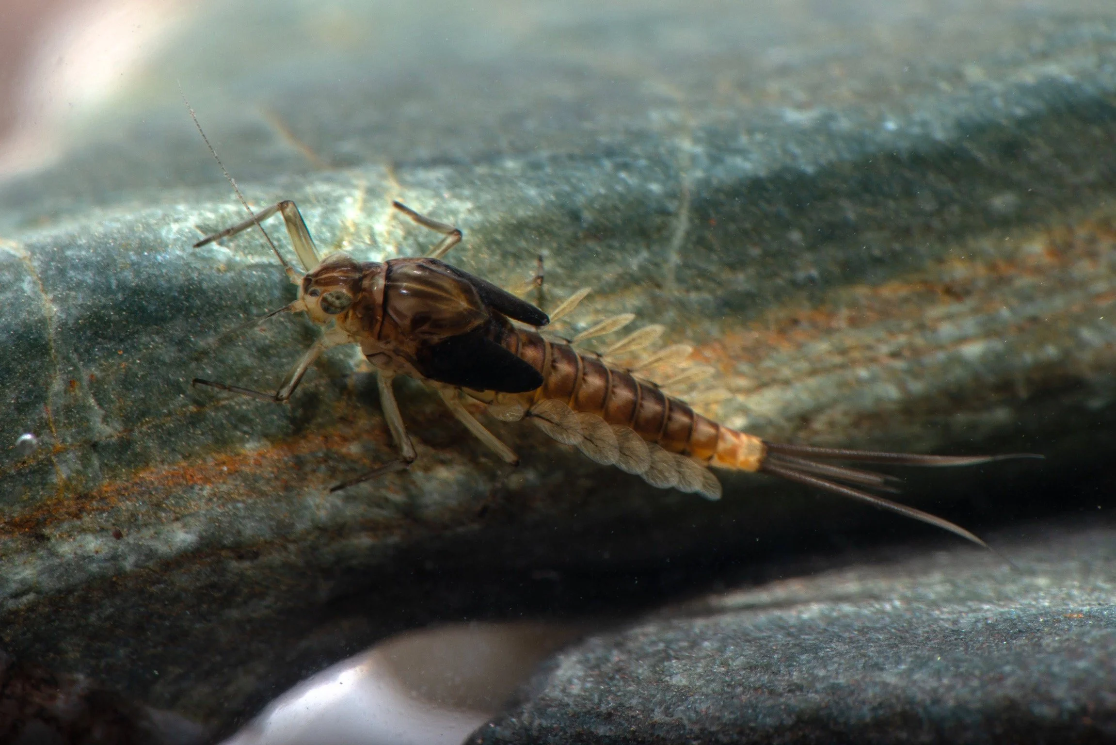 Baetidae - 8 (1).jpeg