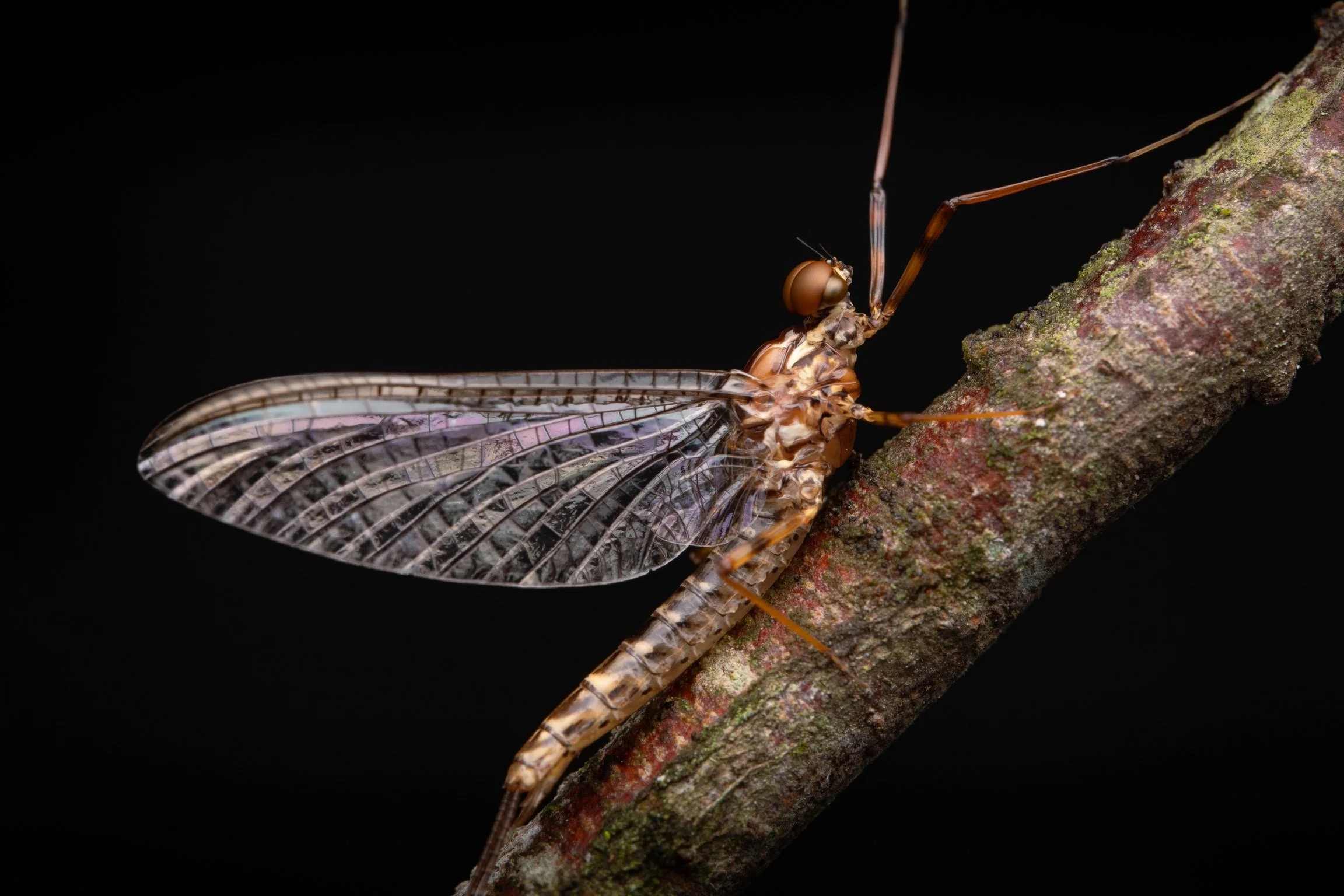 Leptophlebiidae - 67.jpeg