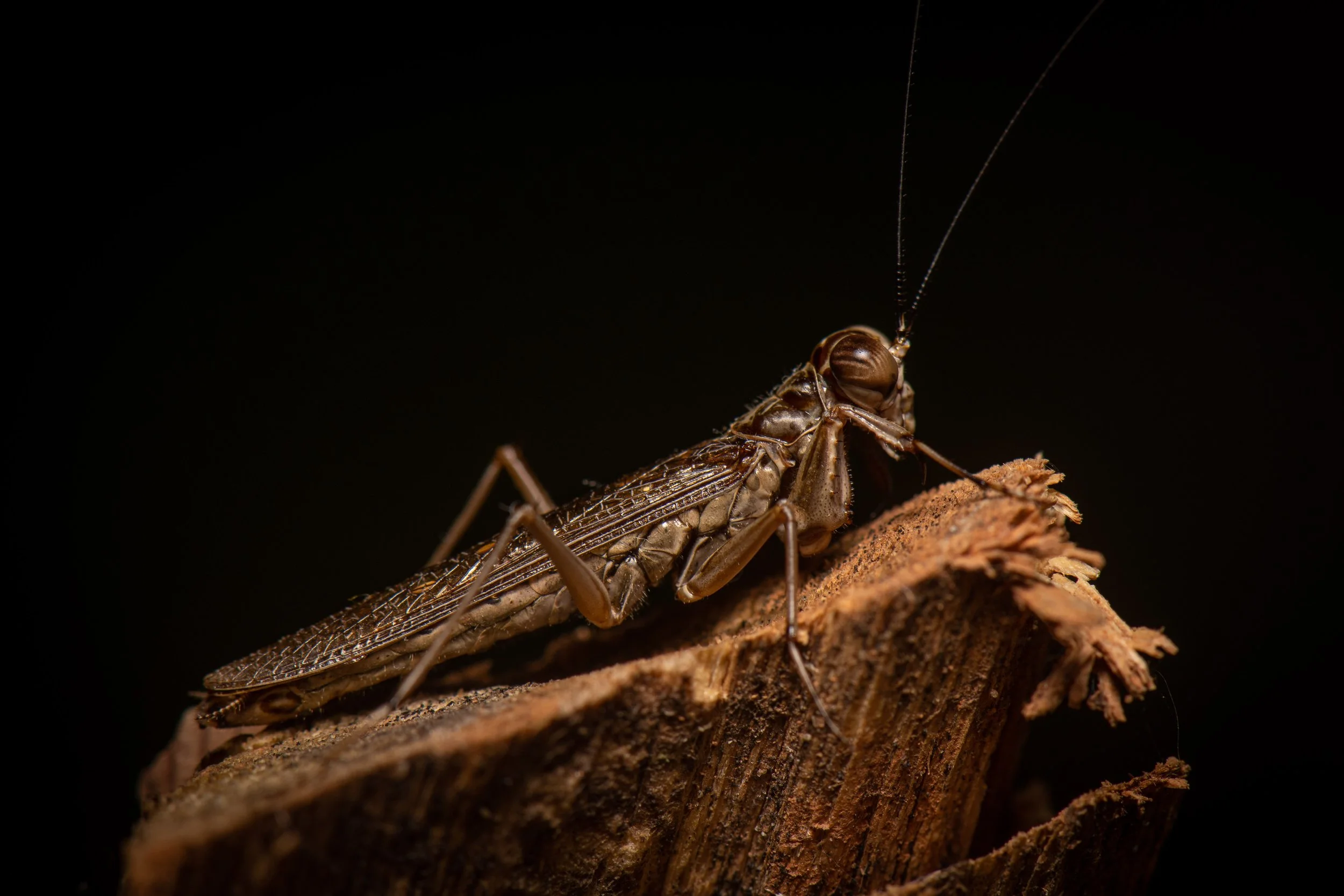 Mantodea - 66.jpg