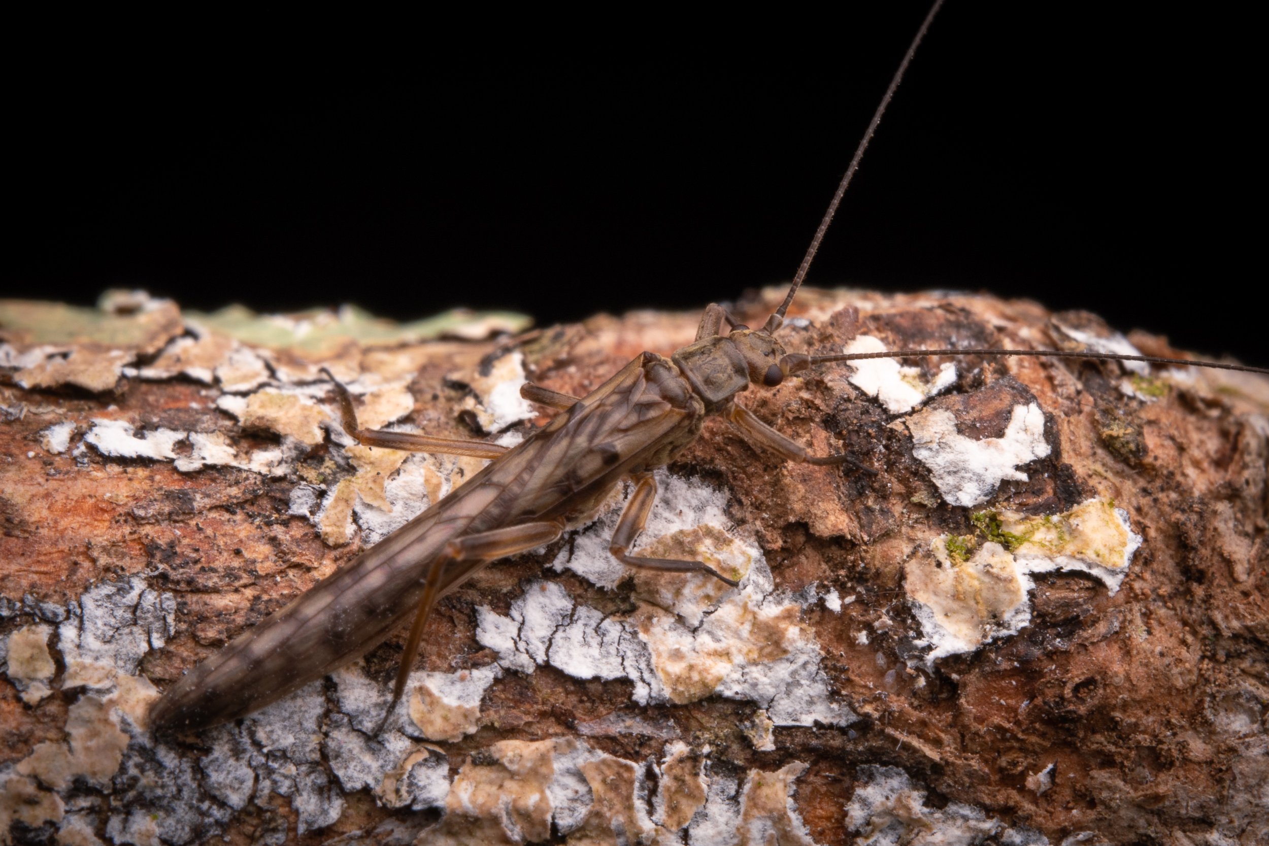 Plecoptera - 38.jpeg