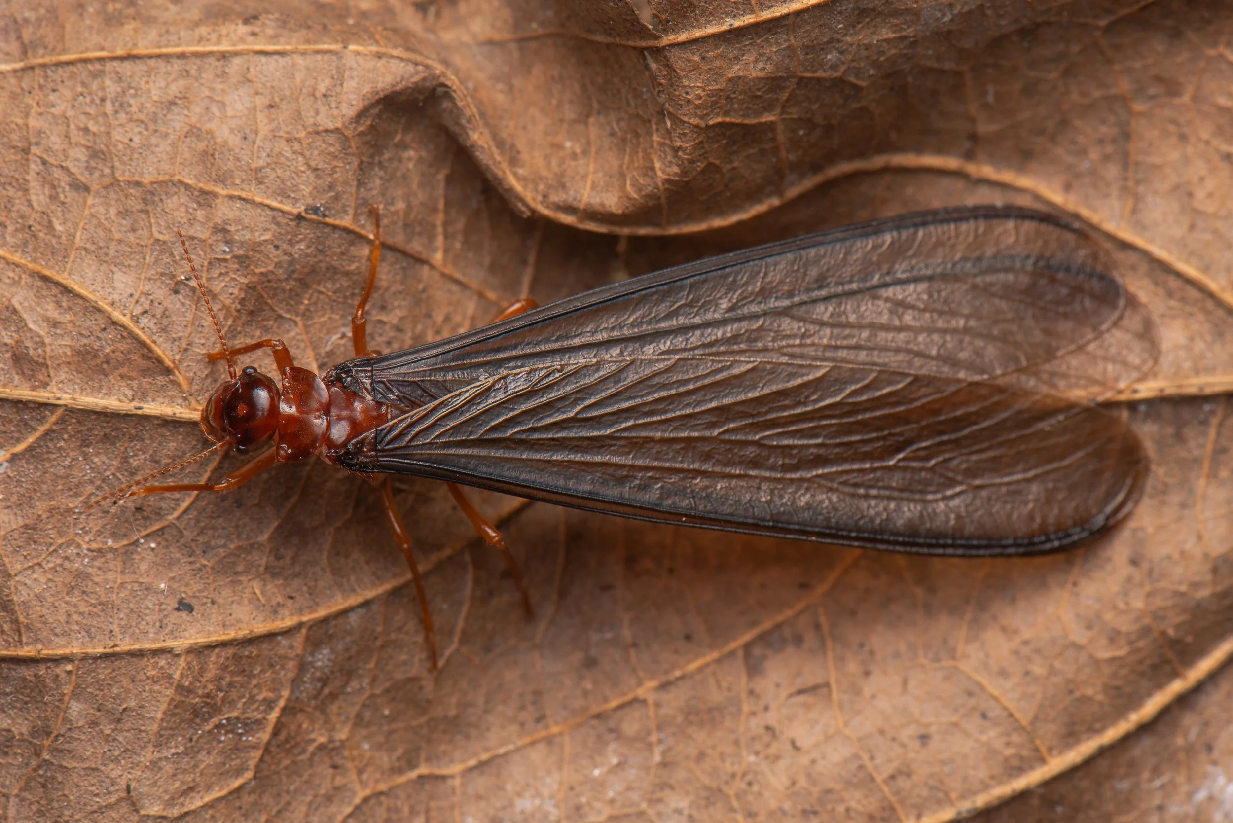 Blattodea - 13.jpg