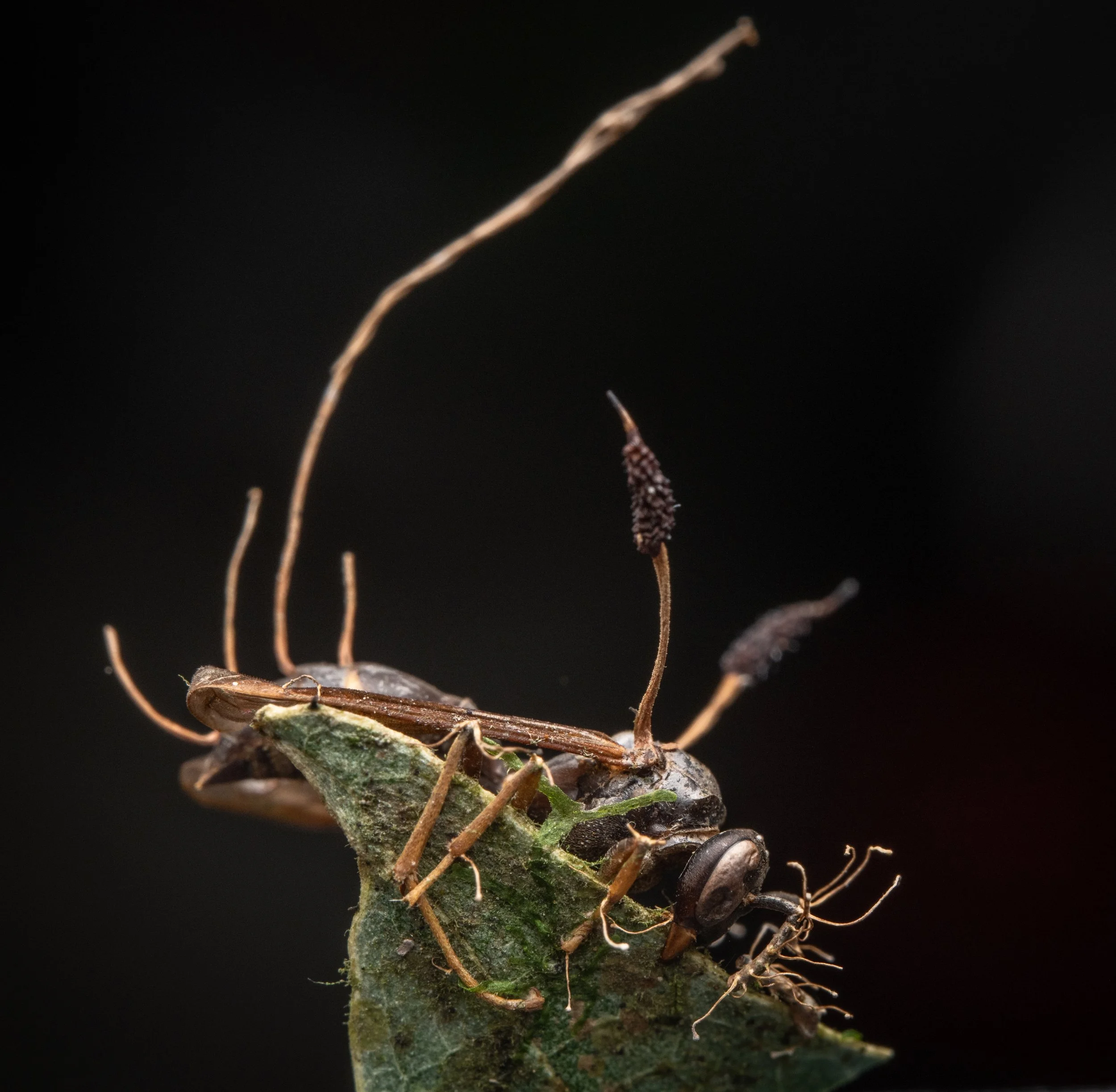Solitária em meio à vegetação, uma vespa social perece enquanto uma nova forma de vida surge do seu interior, a vida de seu algoz. Na foto, um fungo capaz de infectar, manipular e causar a morte de vespas sociais cresce pelo corpo de seu hospedeiro n