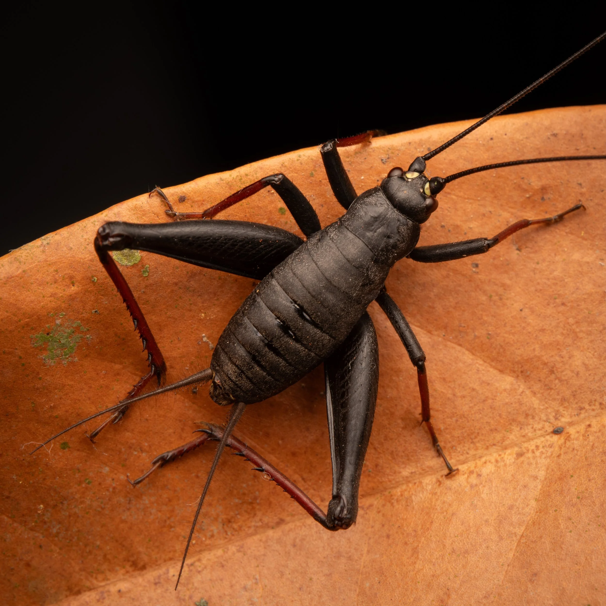 Orthoptera - 19.jpeg