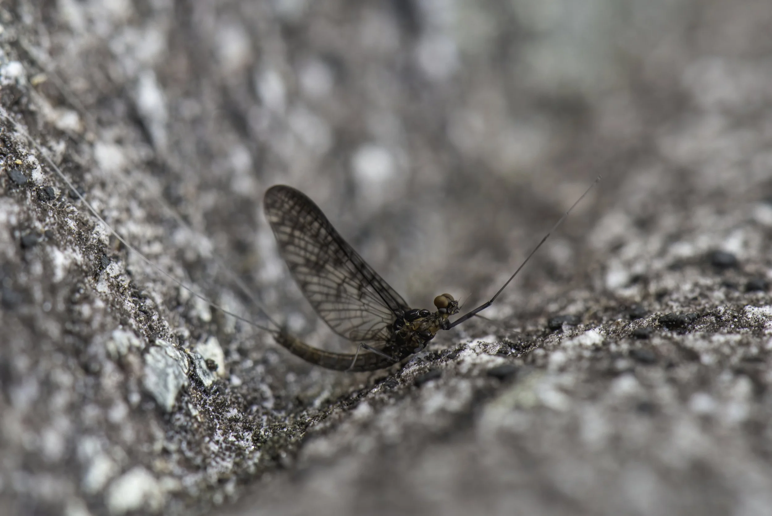 Ephemeroptera - 56.jpg