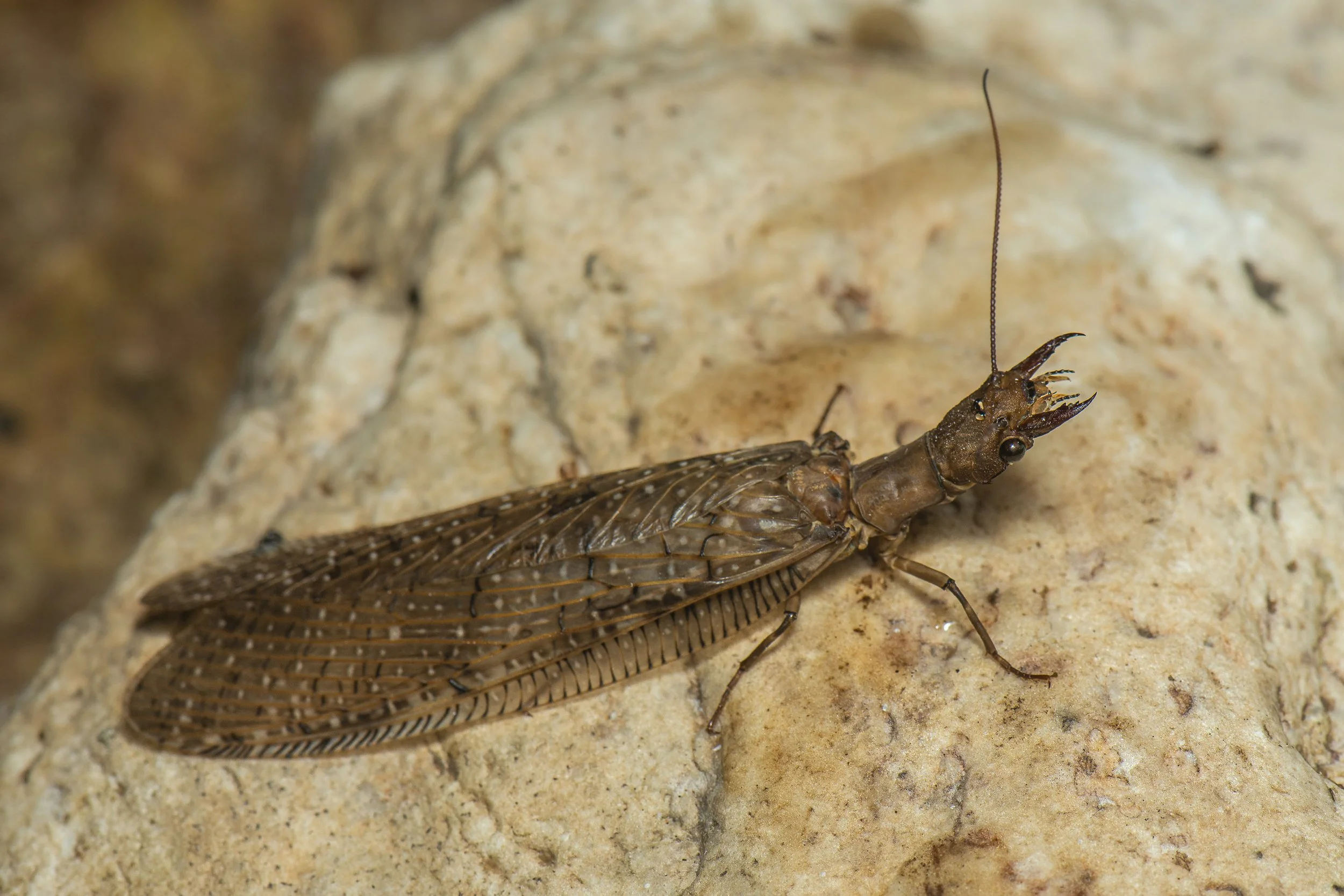 Megaloptera - 16.JPG