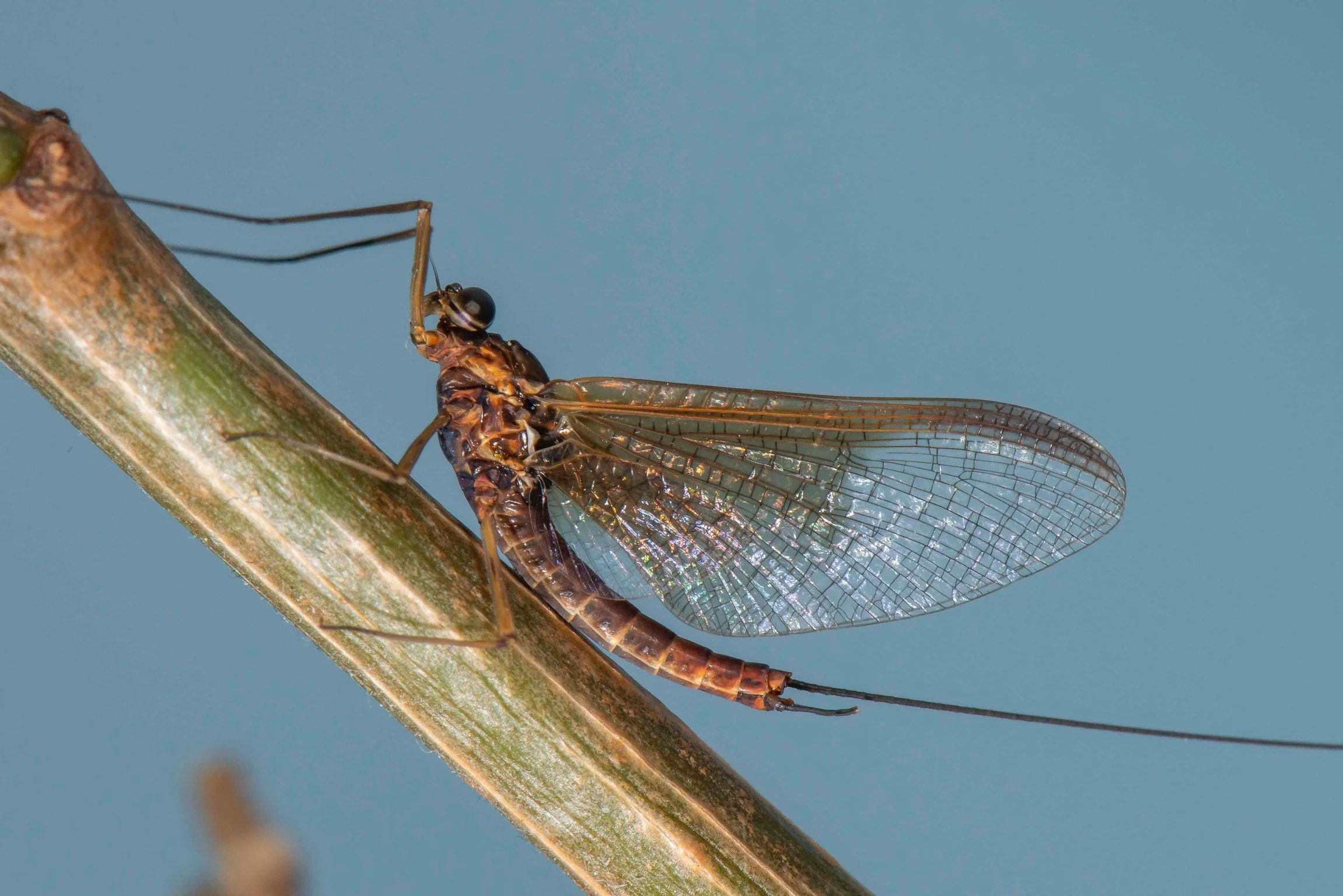 Heptageniidae - 1.jpeg