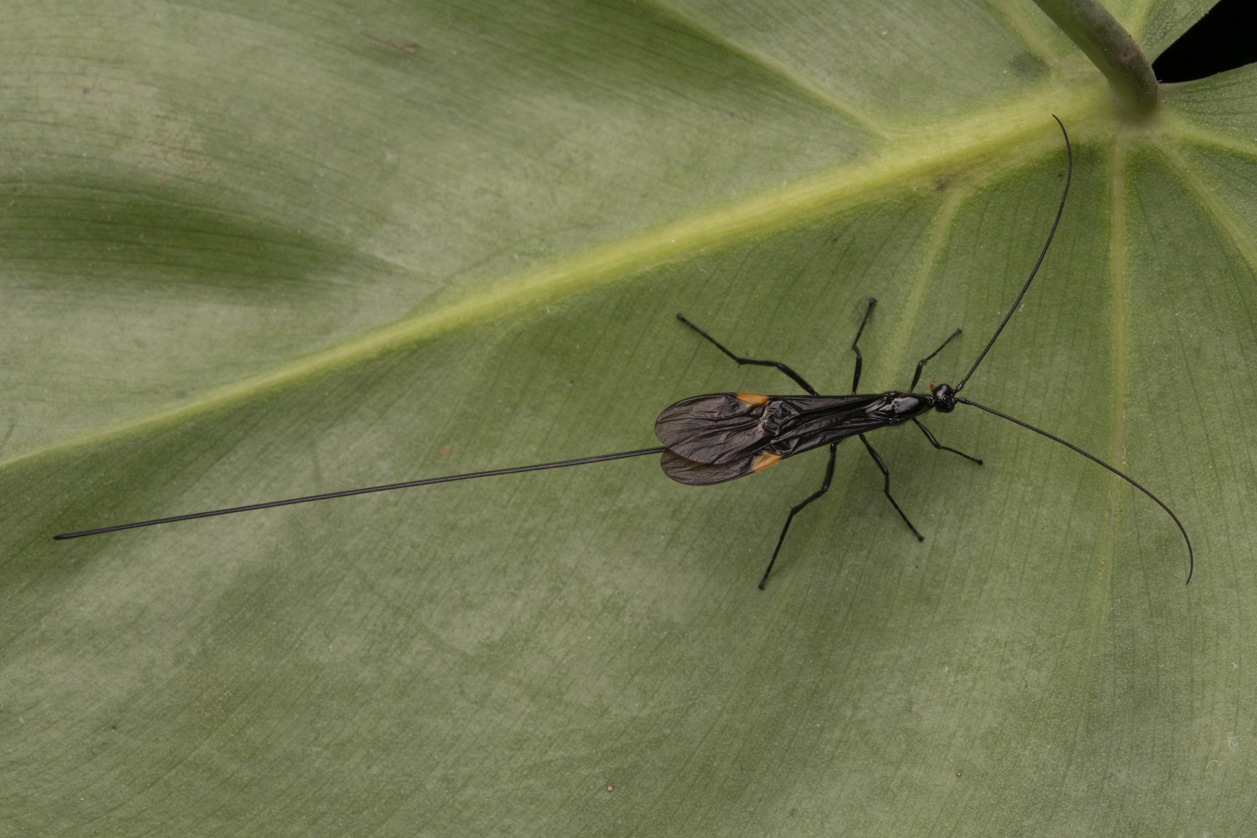 Hymenoptera - 42.jpg