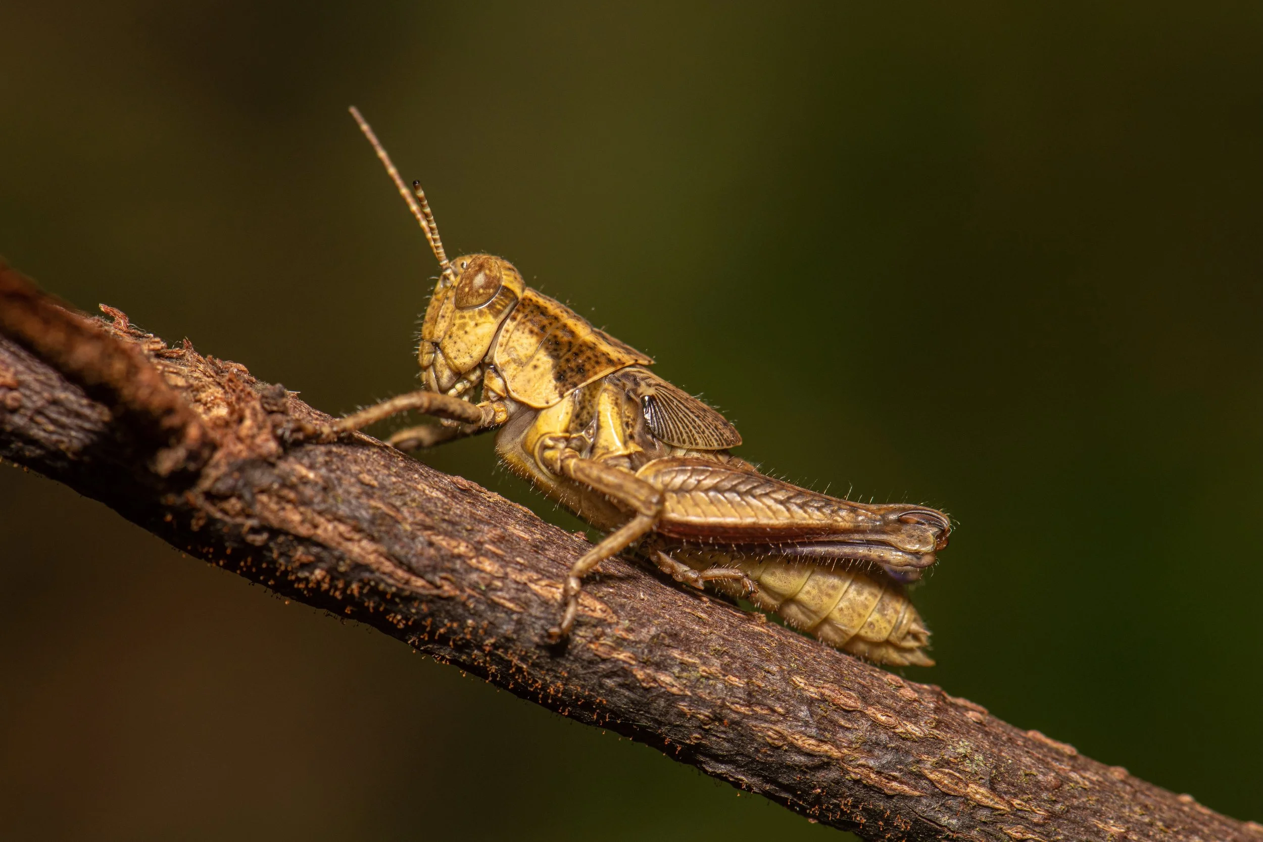 Orthoptera - 74.jpeg