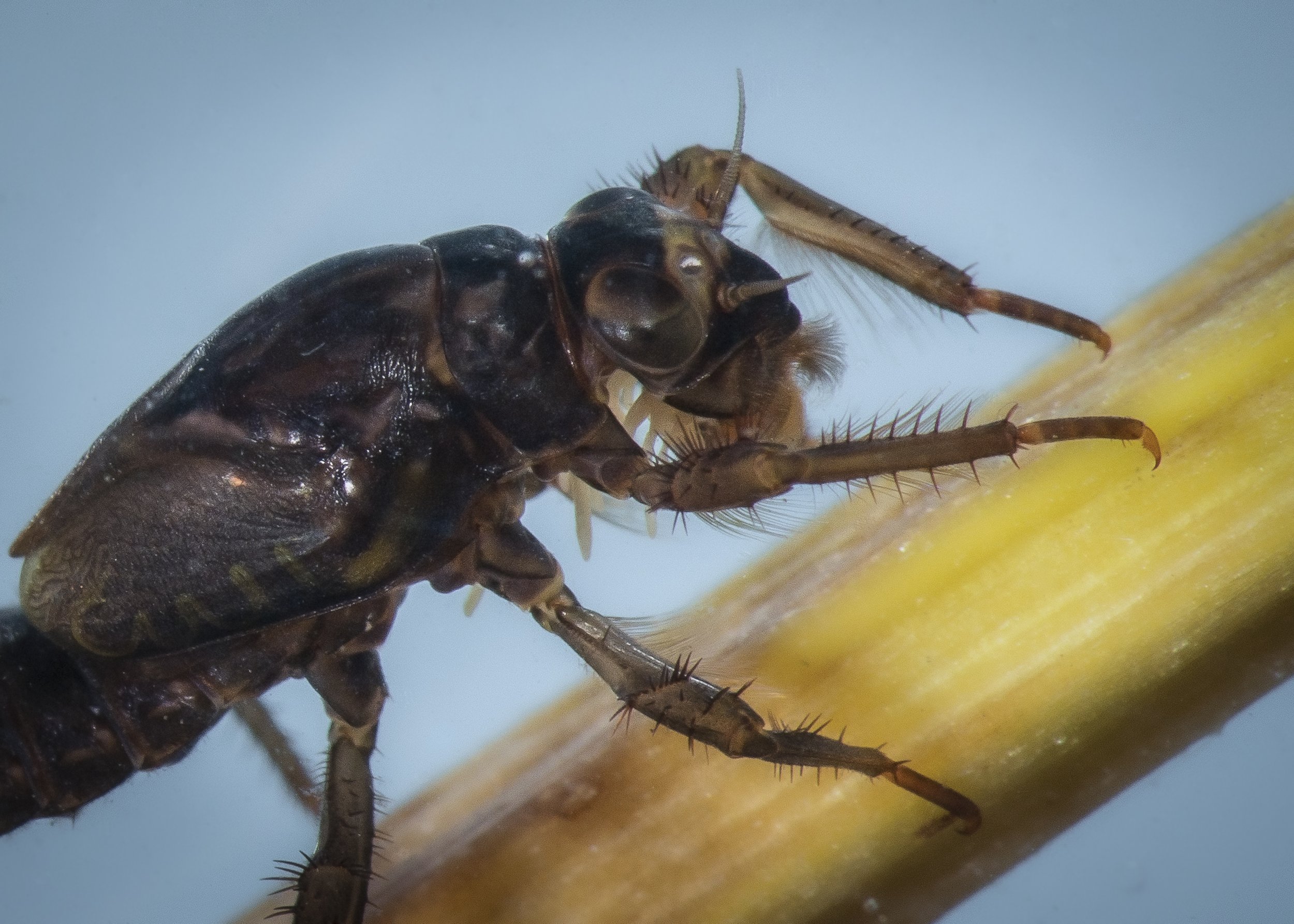 Coloburiscidae 1.JPG