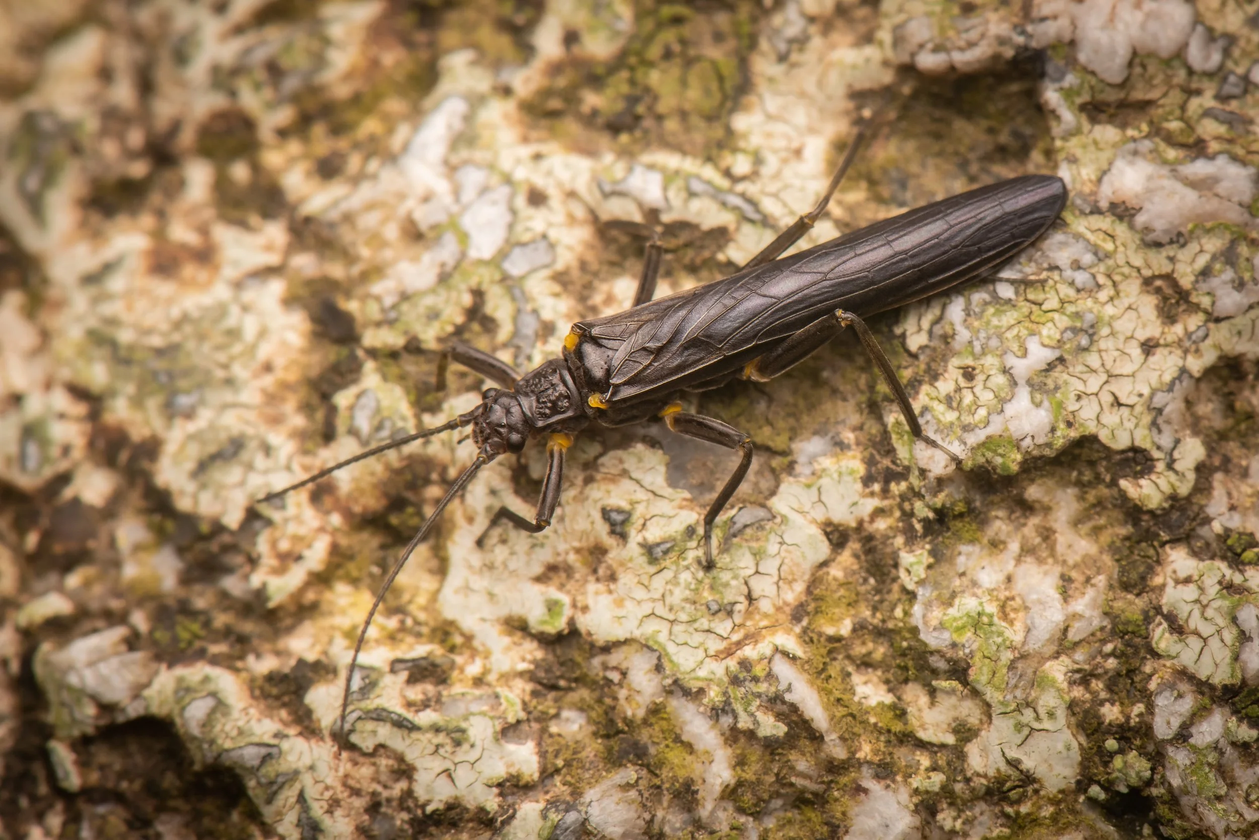 Plecoptera - 77.jpeg