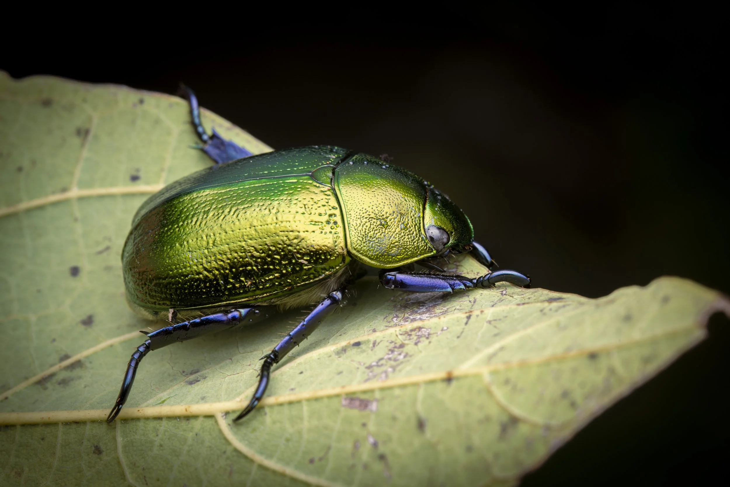 Coleoptera - 66.jpg