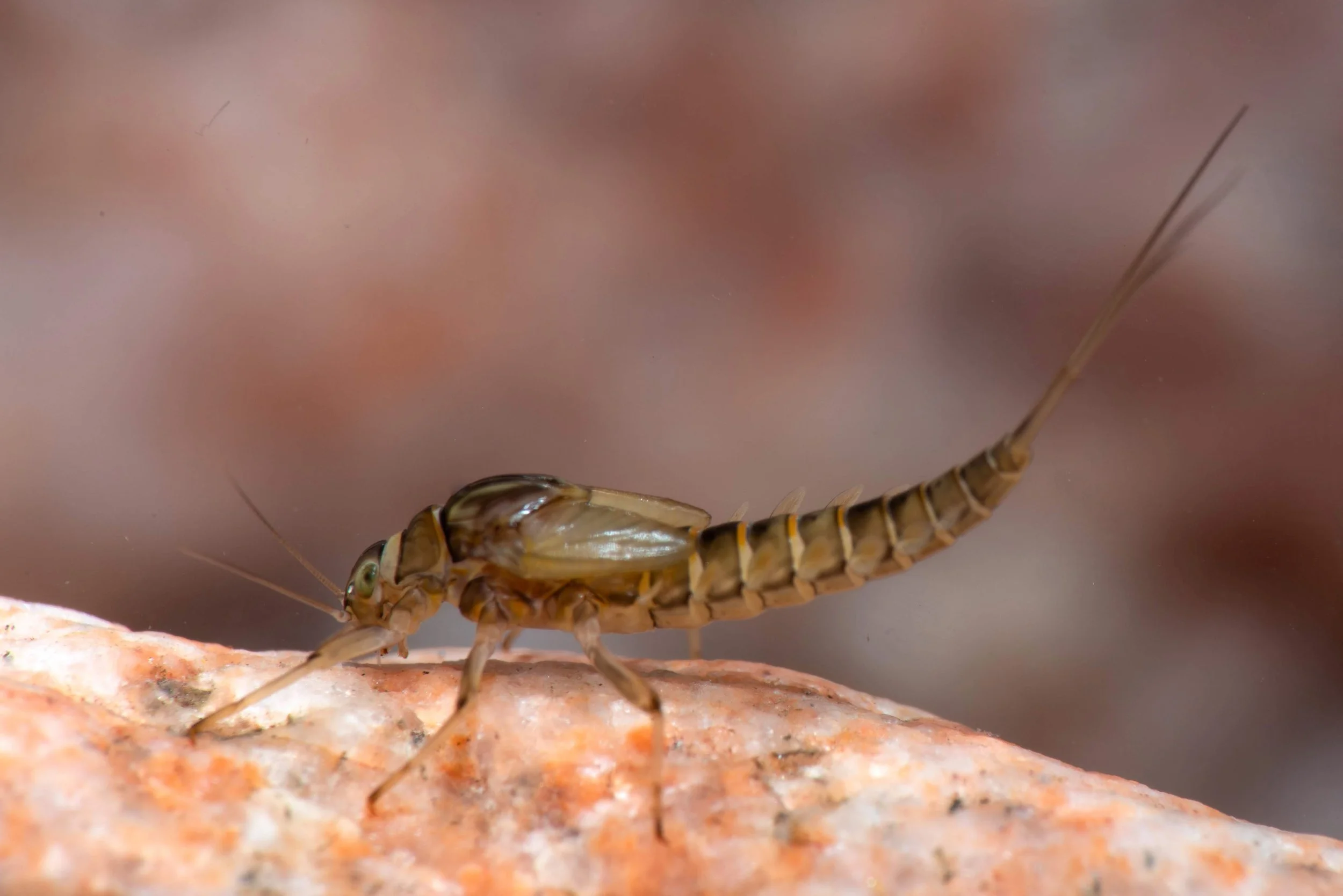 Baetidae - 22 (1).jpeg