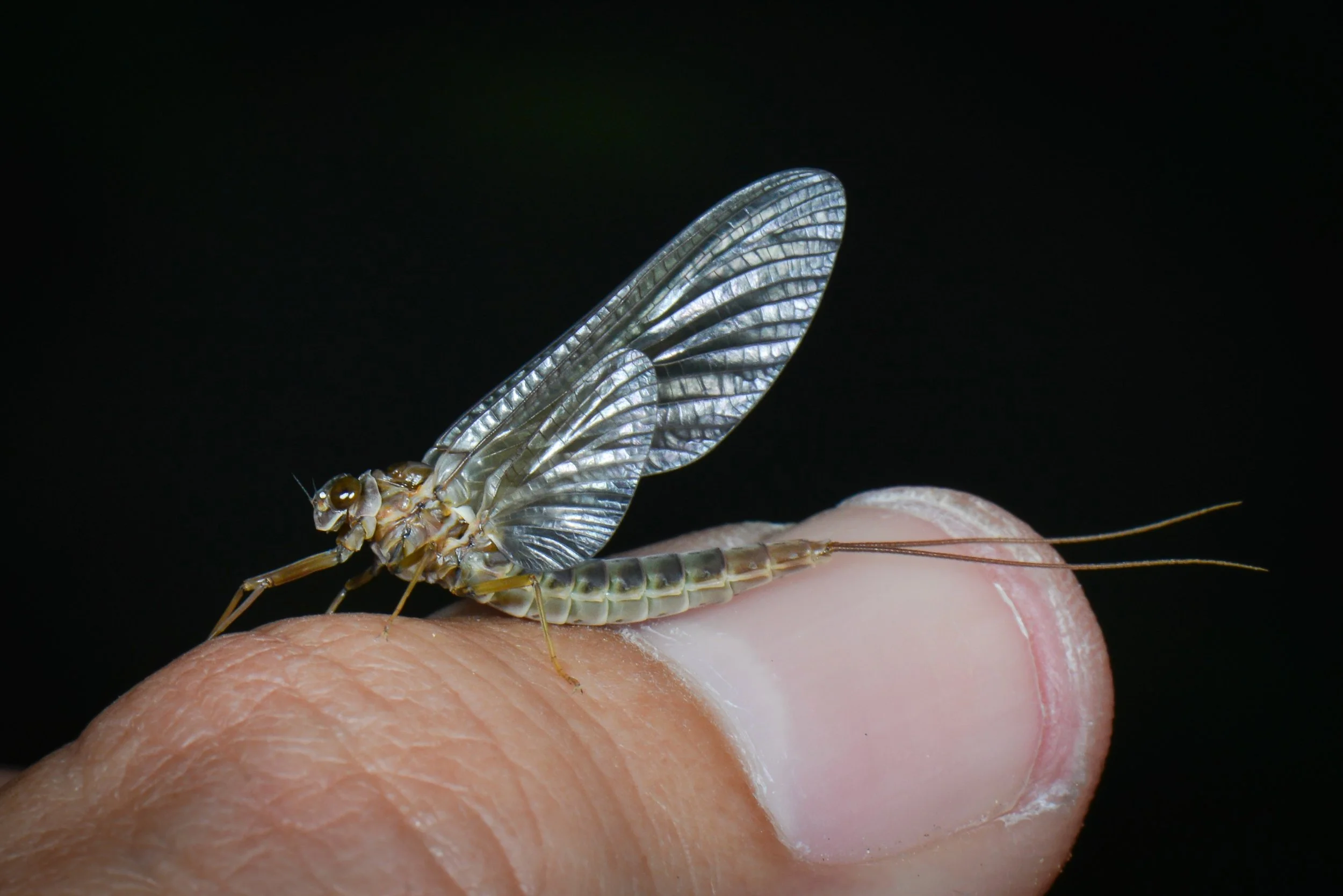 Siphlonuridae - 4.jpeg