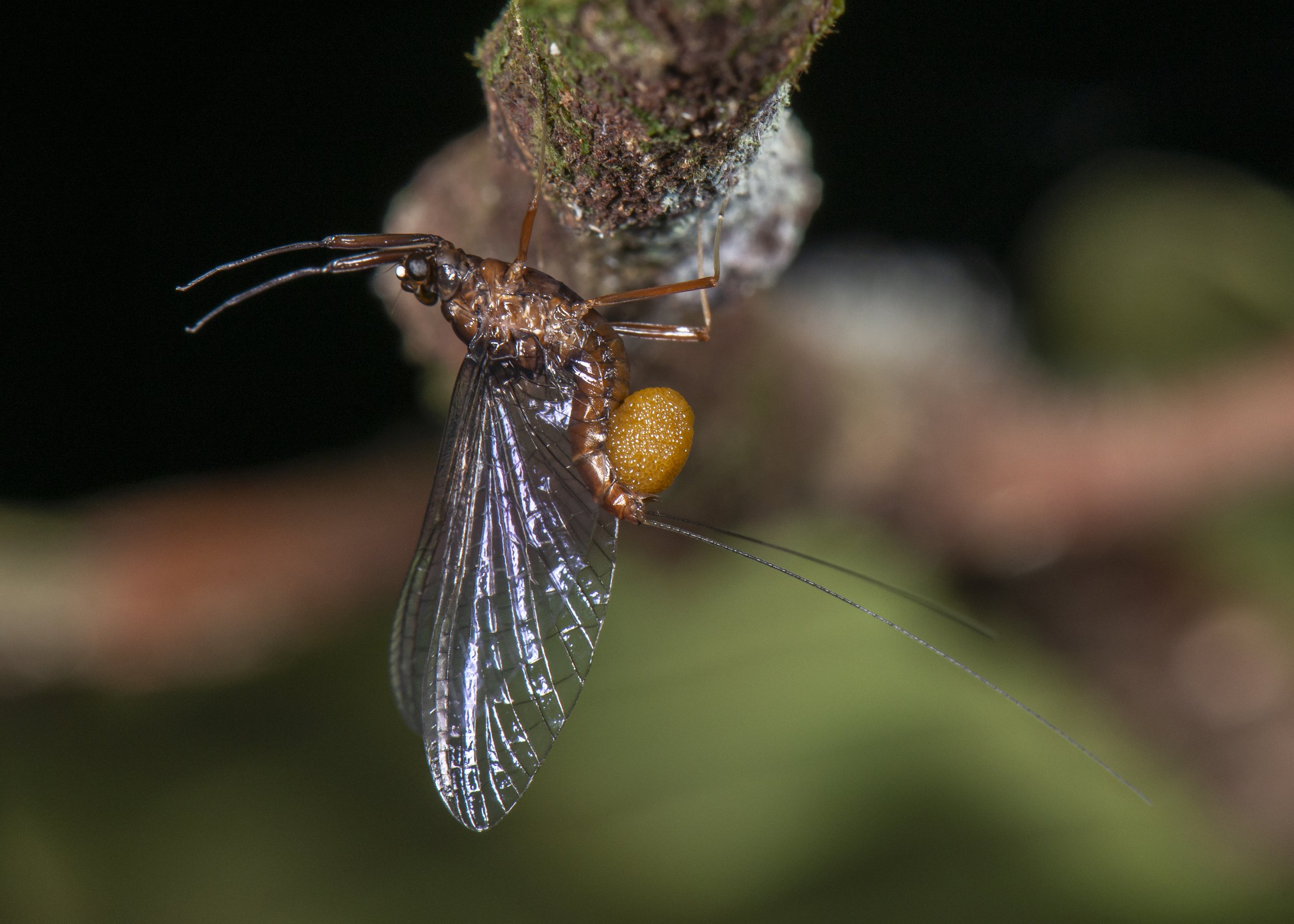 Ephemeroptera - 21.JPG