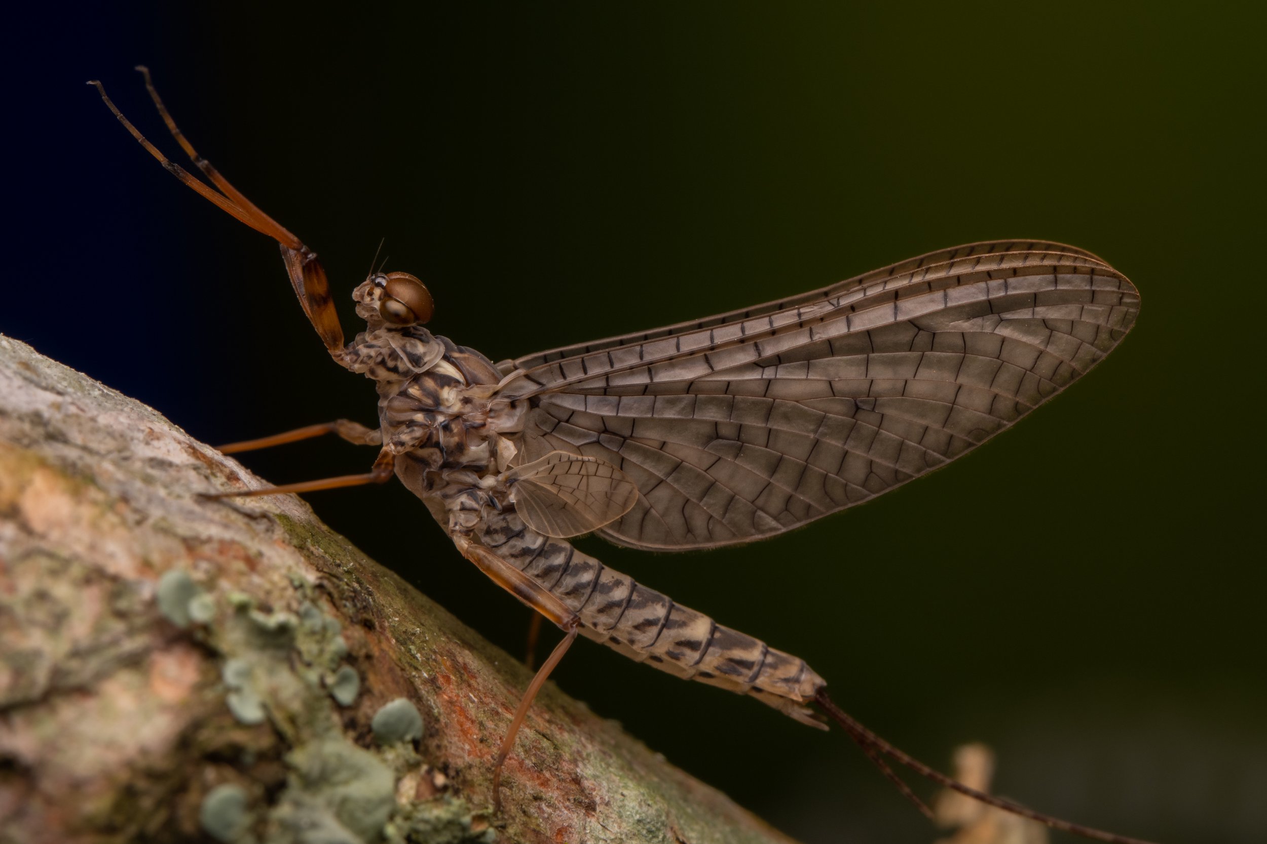 Ephemeroptera - 67.jpg