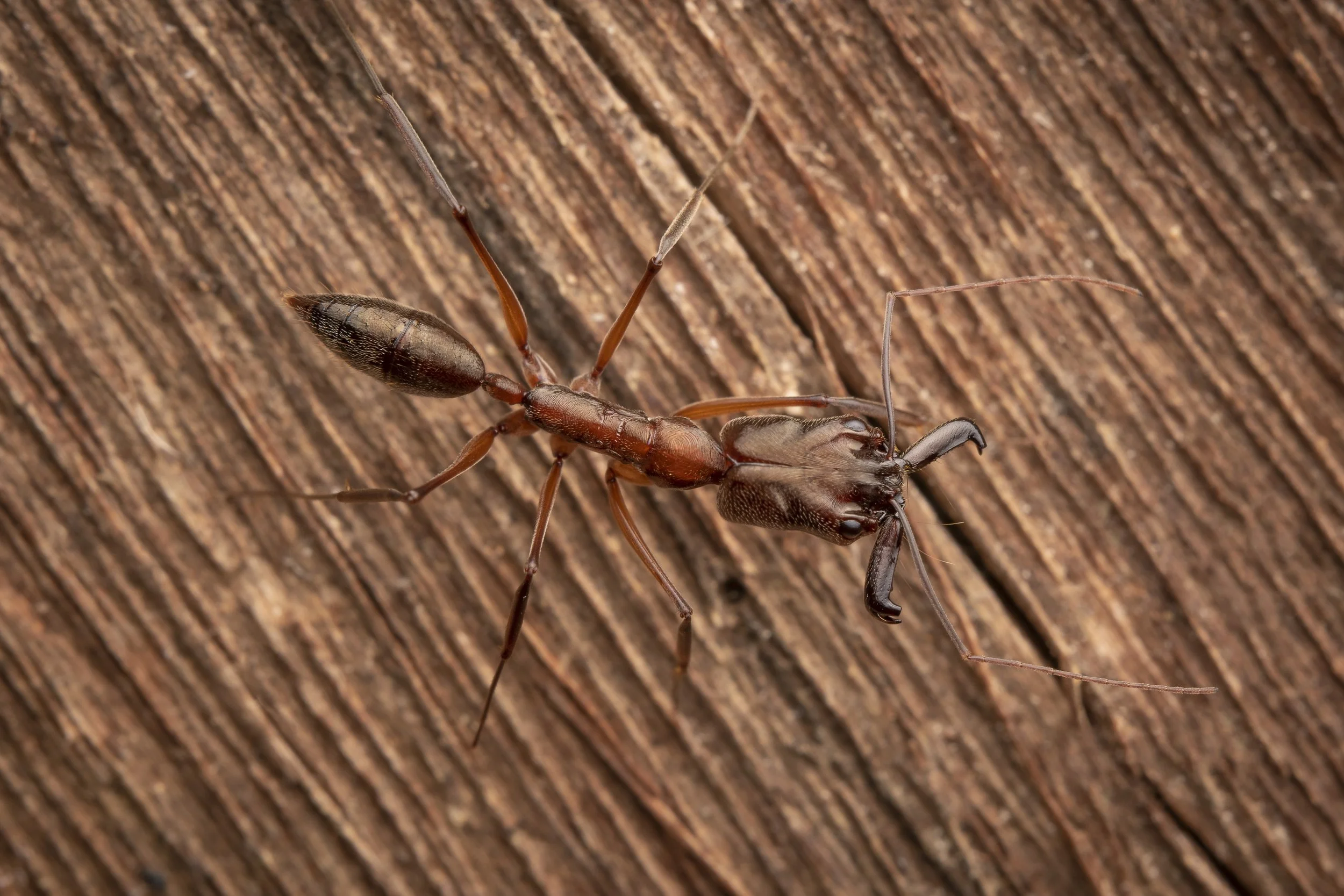 Hymenoptera - 38.jpg