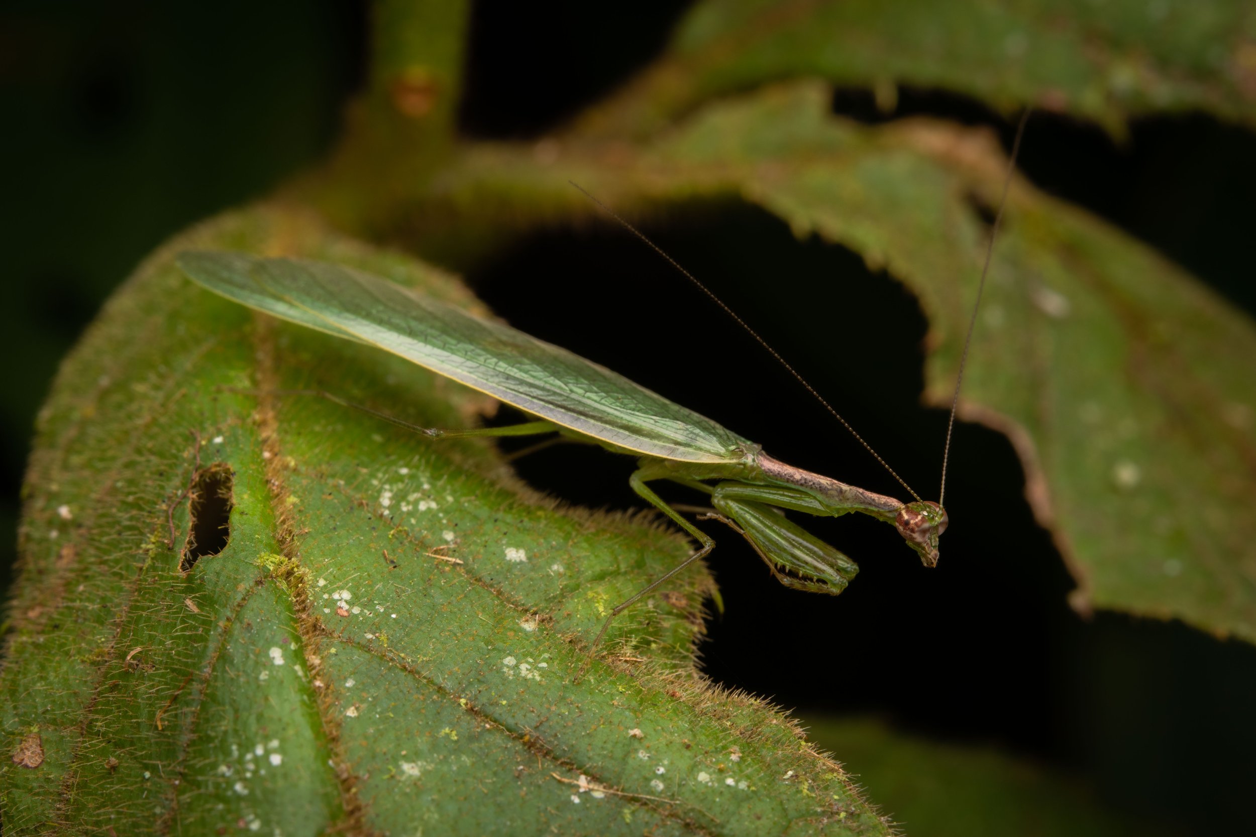 Mantodea - 31.jpeg