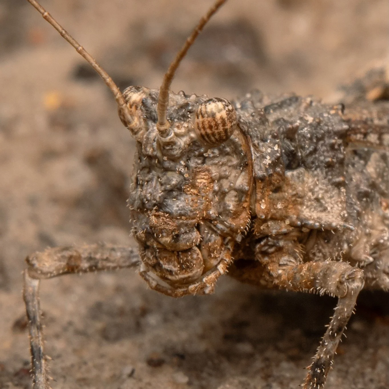 Orthoptera - 15.jpeg