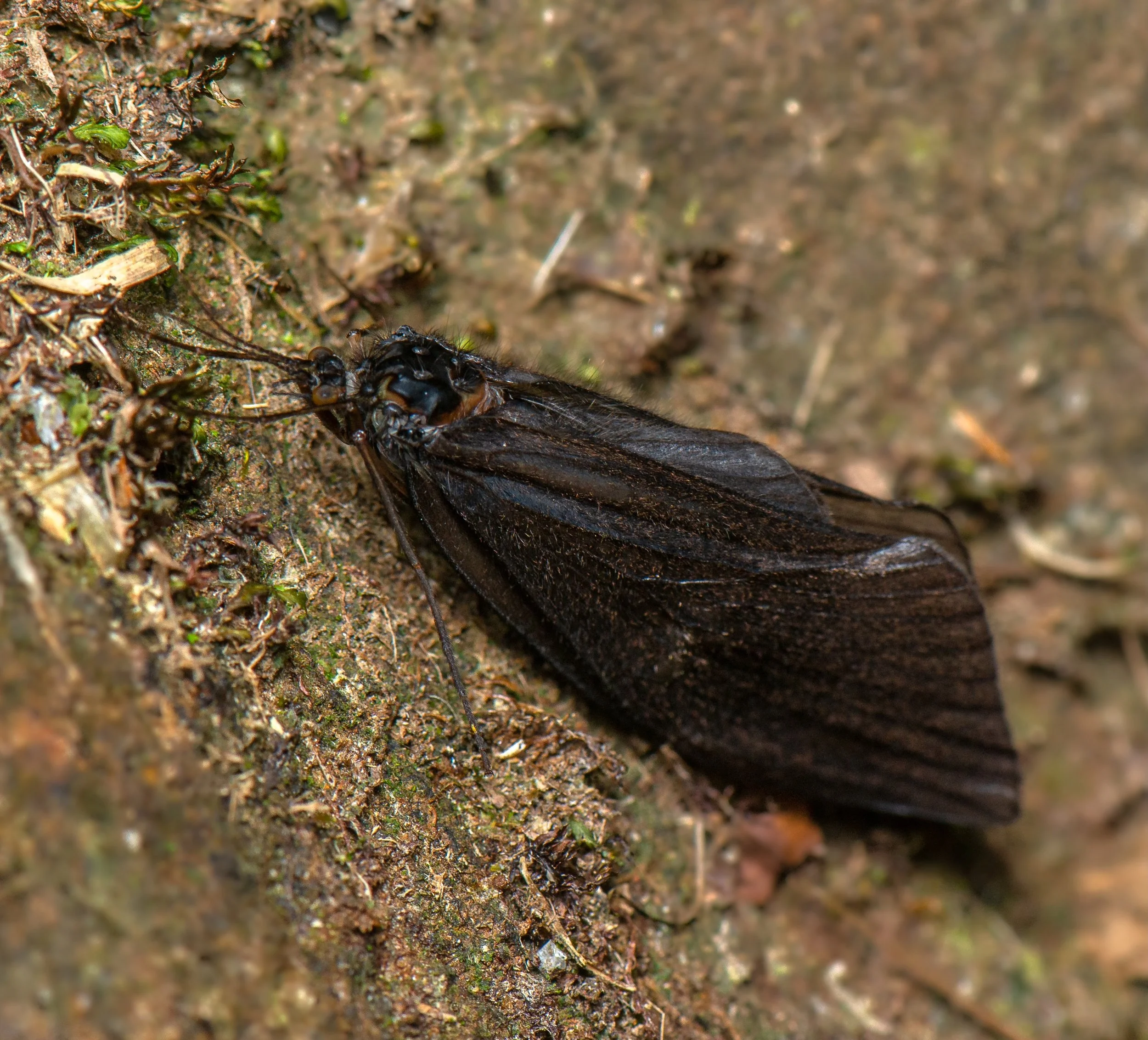 Trichoptera - 37.jpeg