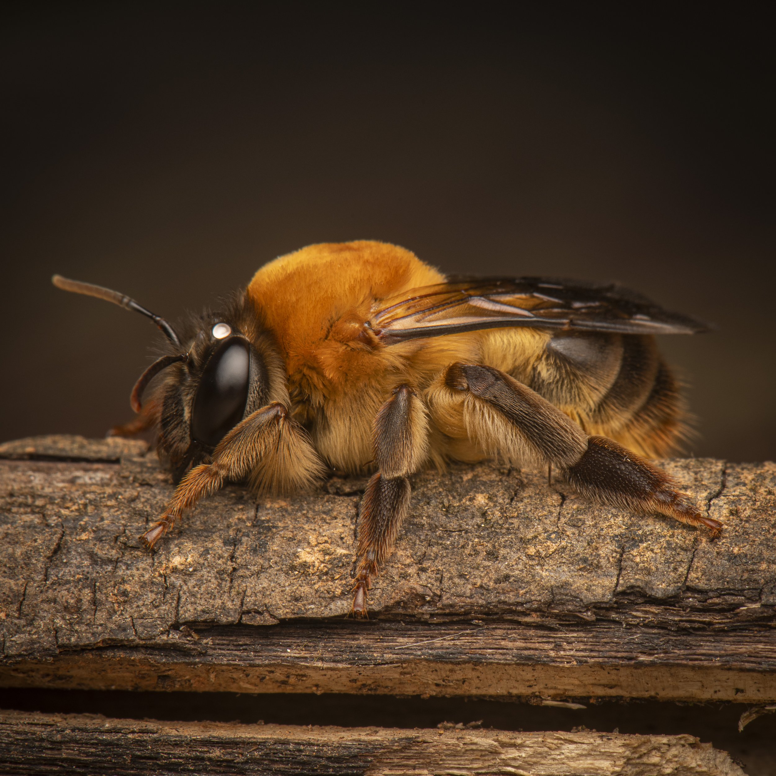 Hymenoptera - 58.jpg