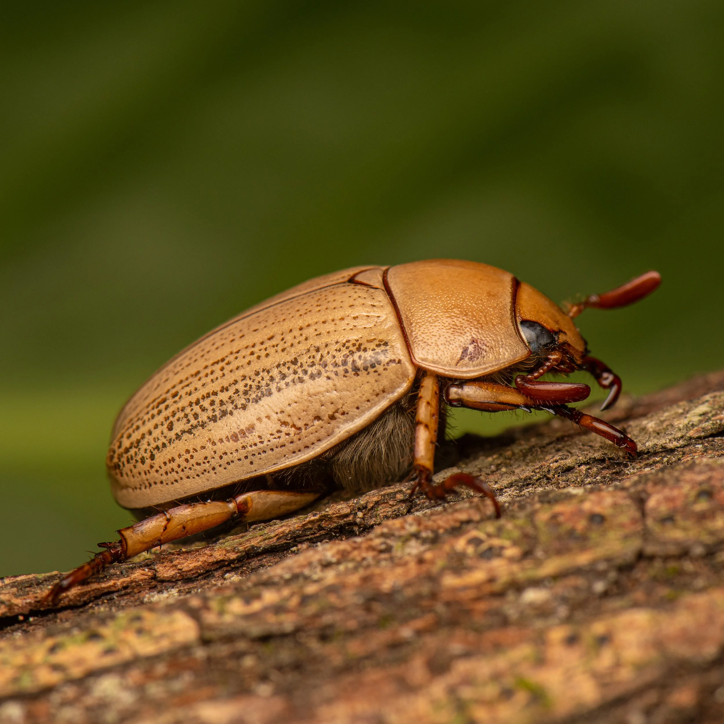 Coleoptera - 118.jpg