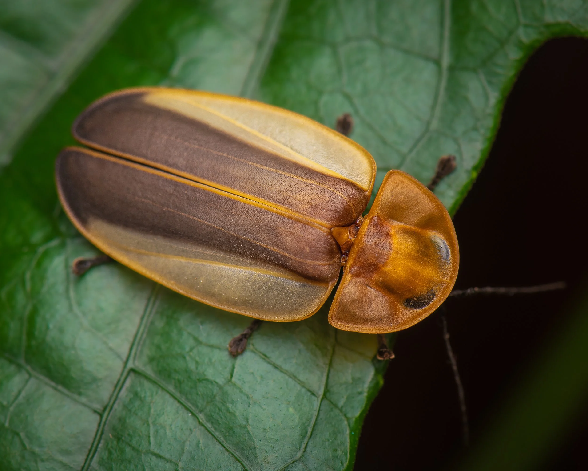 Coleoptera - 100.jpg