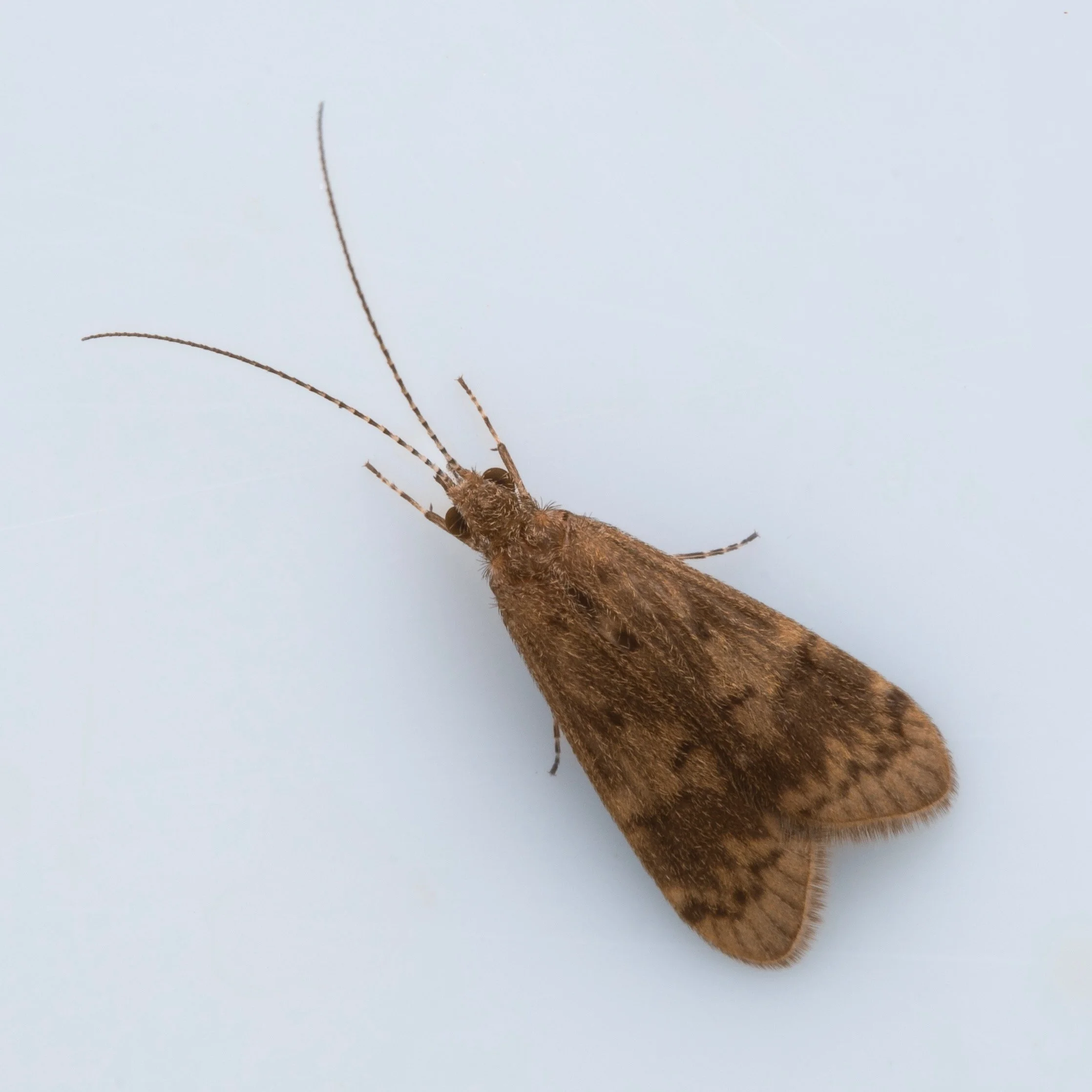 Trichoptera - 6.jpeg