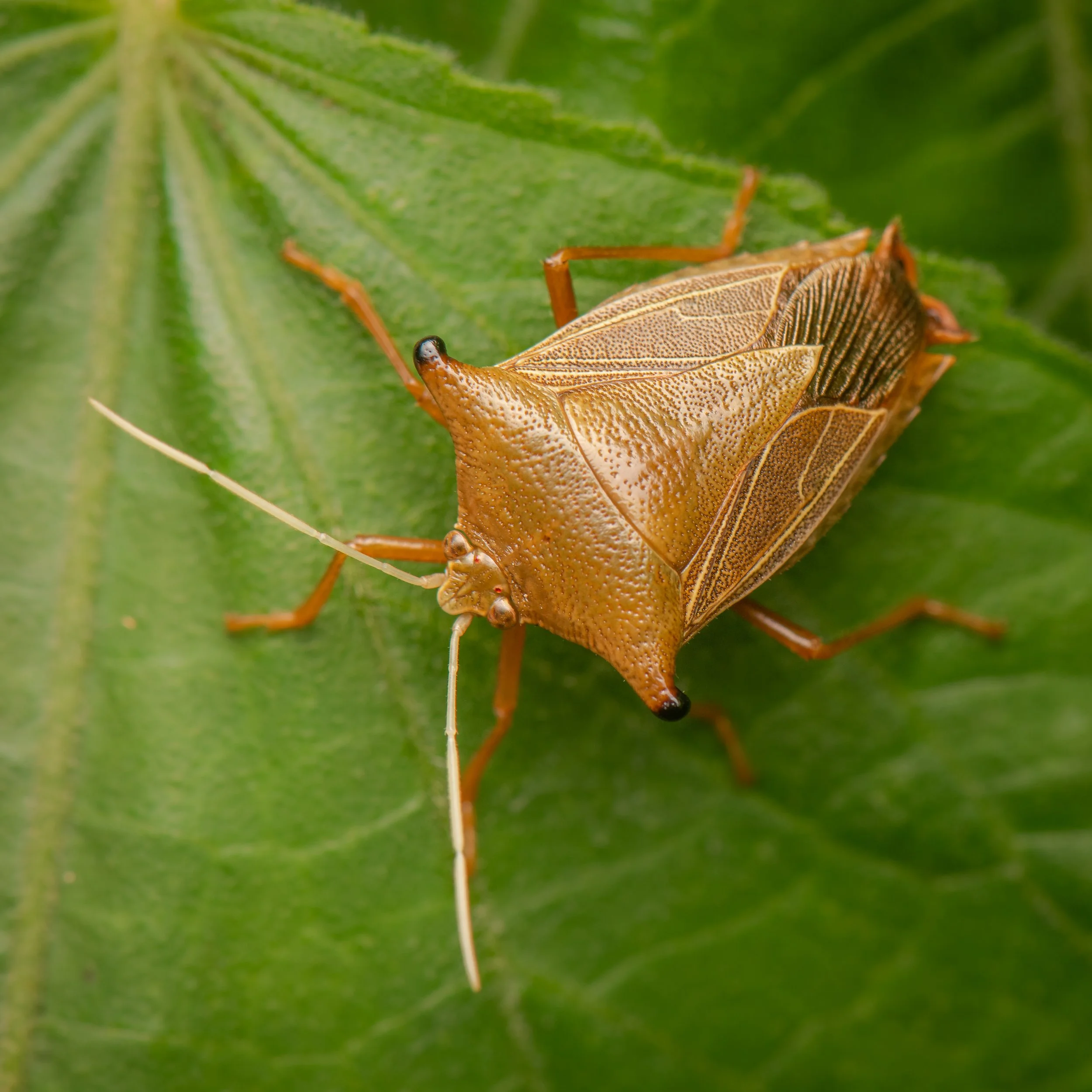 Hemiptera - 16.jpg
